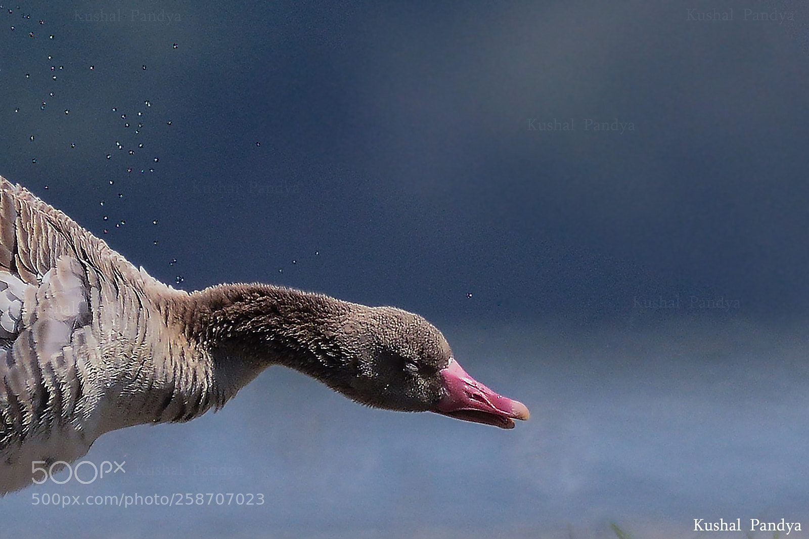 Nikon D3200 sample photo. Graylag goose photography