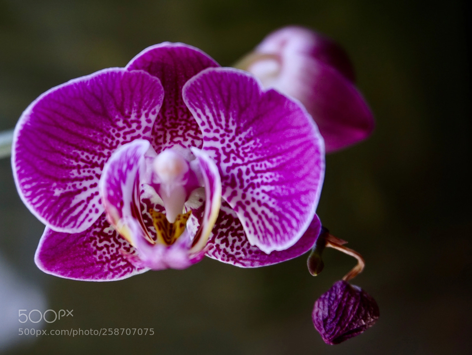 Sony a6000 sample photo. Orchid photography