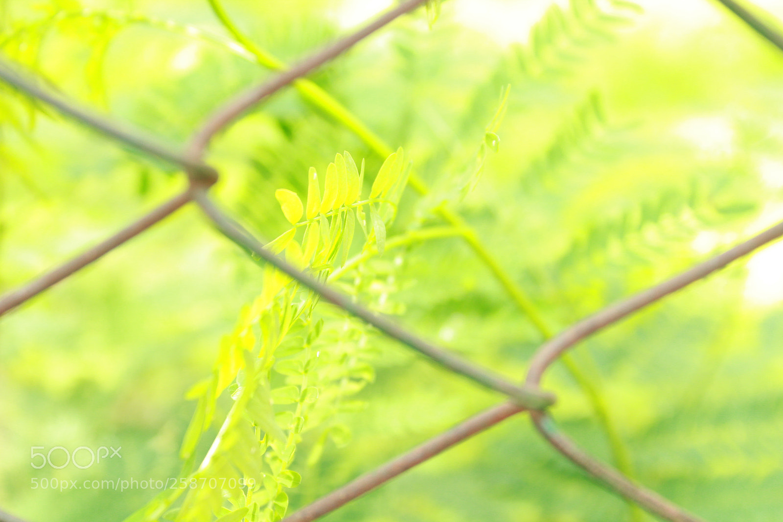 Canon EOS 1300D (EOS Rebel T6 / EOS Kiss X80) sample photo. Steel cage photography