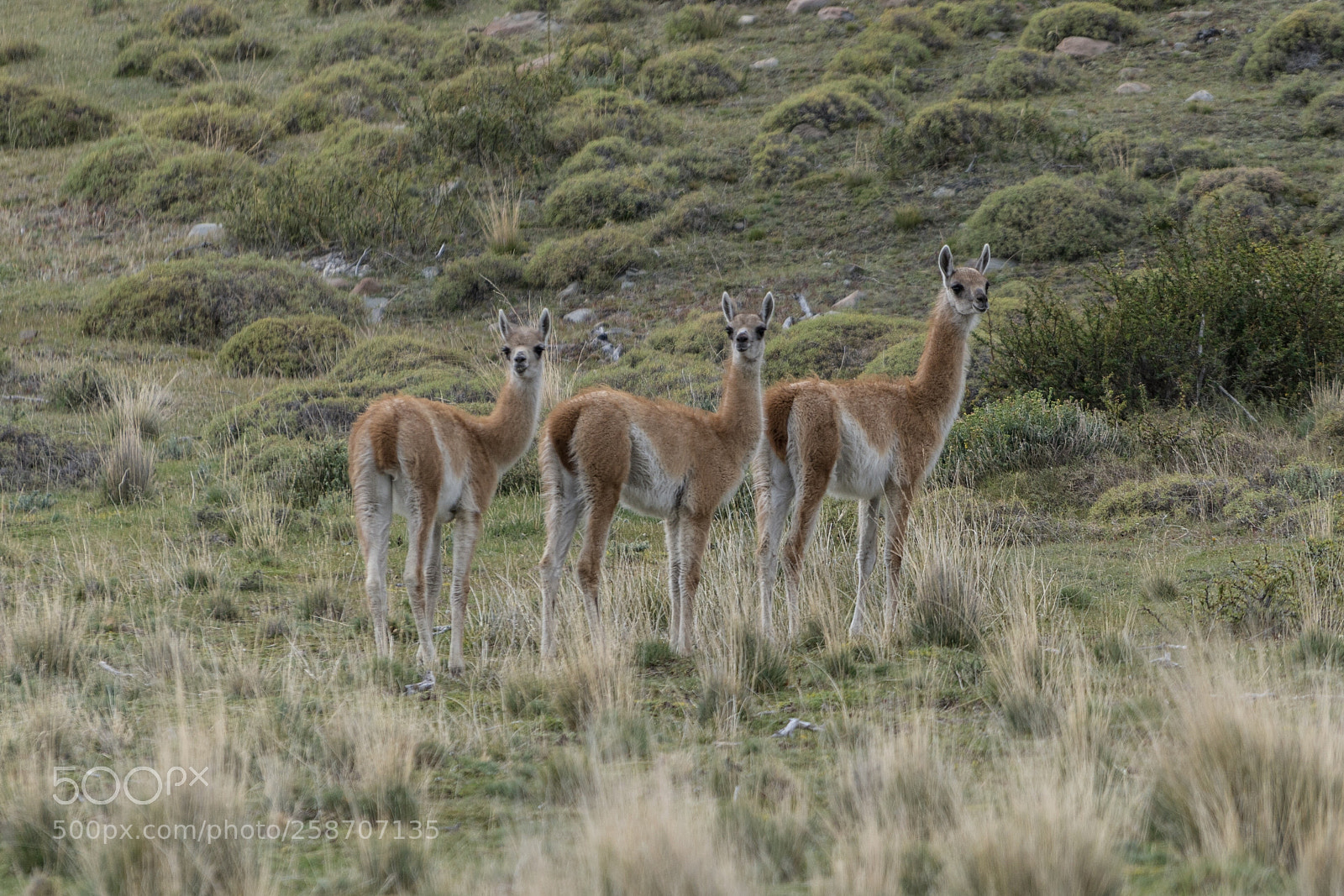 Sony a7R II sample photo. Torres del paine photography