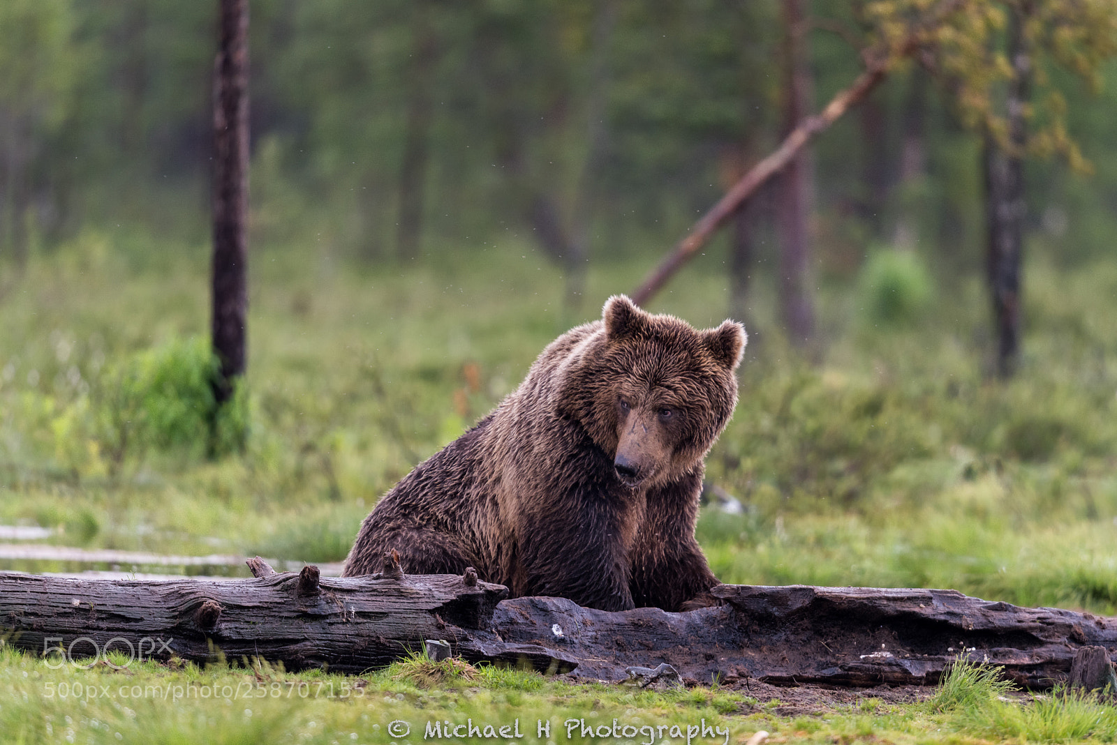 Nikon D810 sample photo. Bear on tree photography