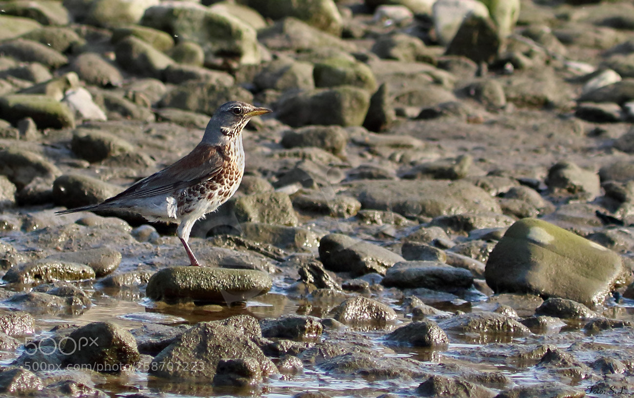 Canon EOS 650D (EOS Rebel T4i / EOS Kiss X6i) sample photo. Always be on your photography