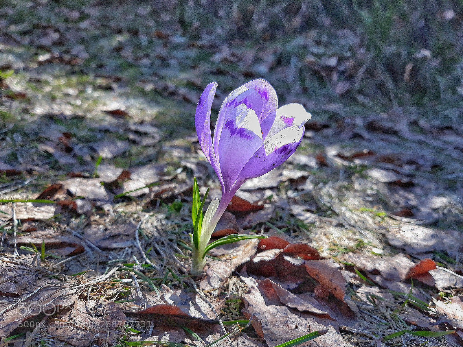 Samsung Galaxy J5 sample photo. Unique beauty photography