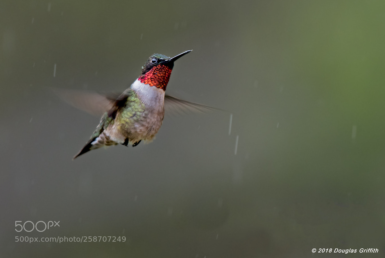 Nikon D500 sample photo. Male ruby-throated hummingbird a photography