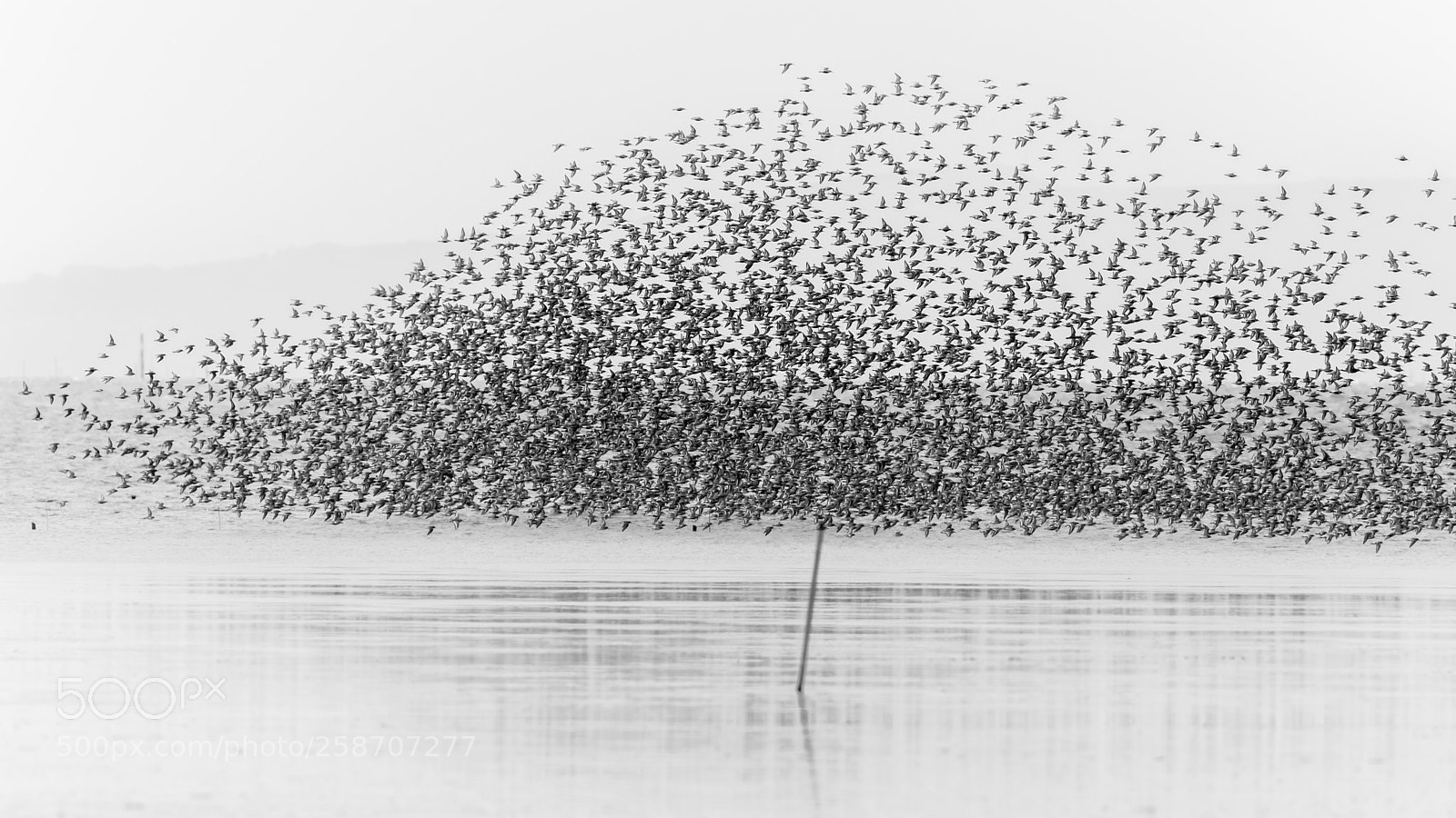 Canon EOS 5D Mark IV sample photo. Birds of a feather photography