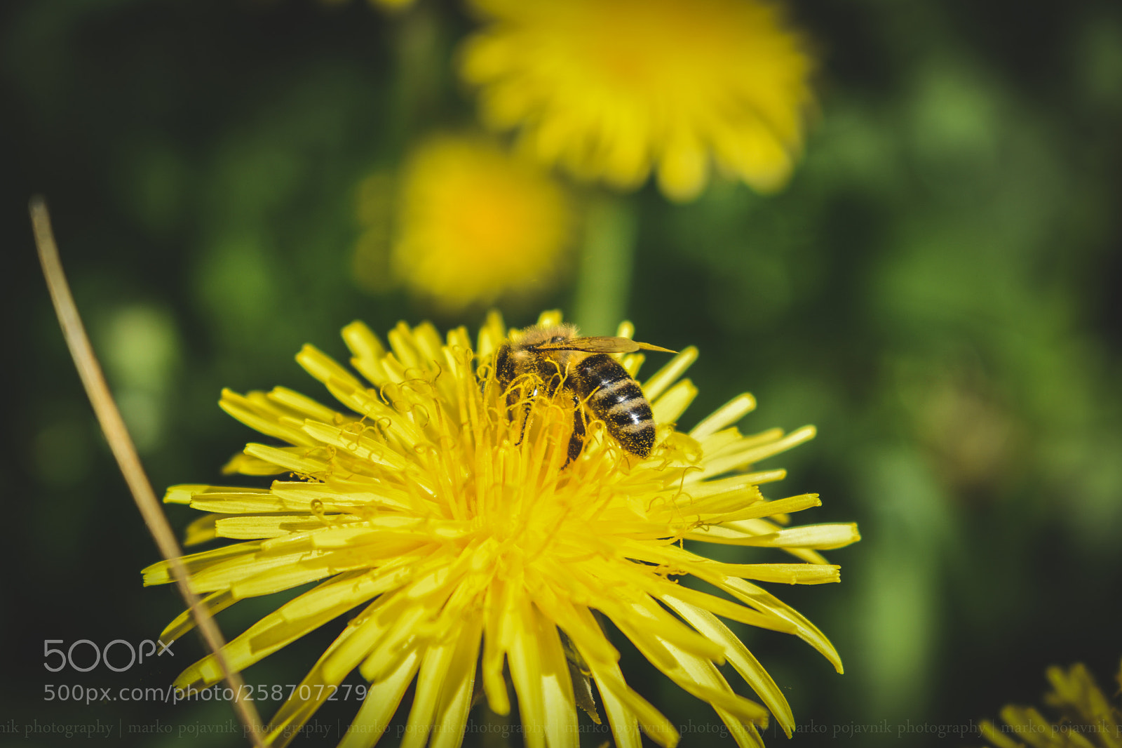 Nikon D3400 sample photo. (of ) photography