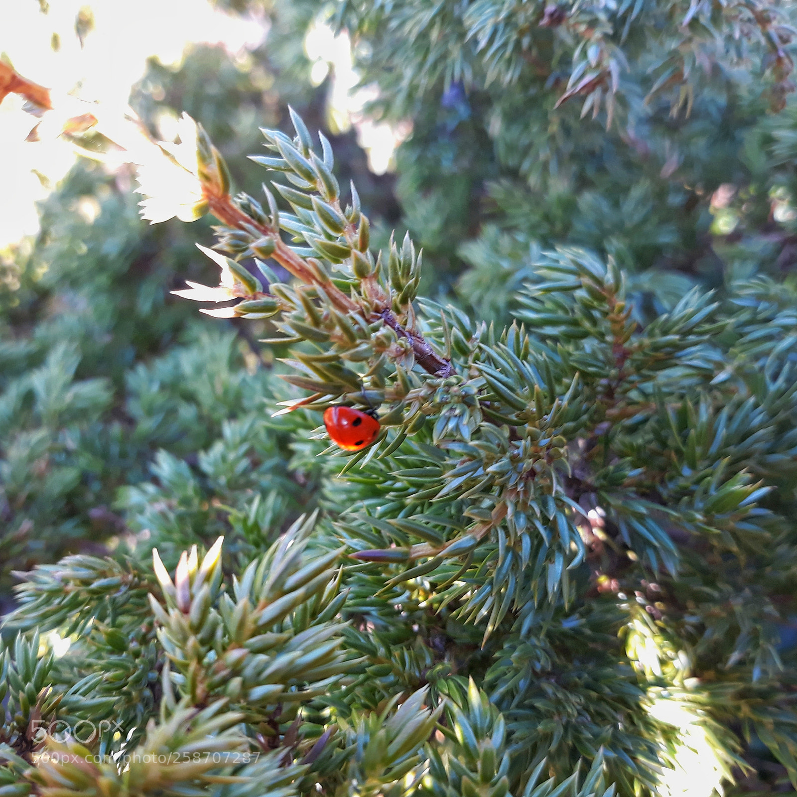 Samsung Galaxy J5 sample photo. My little red friend photography
