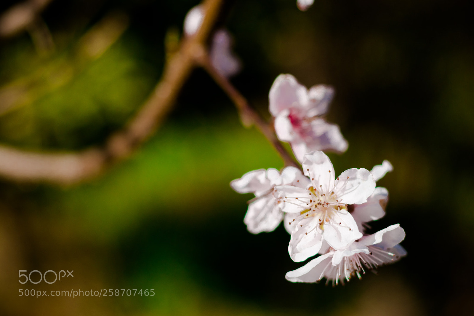 Canon EOS 80D sample photo. Orange small flower photography