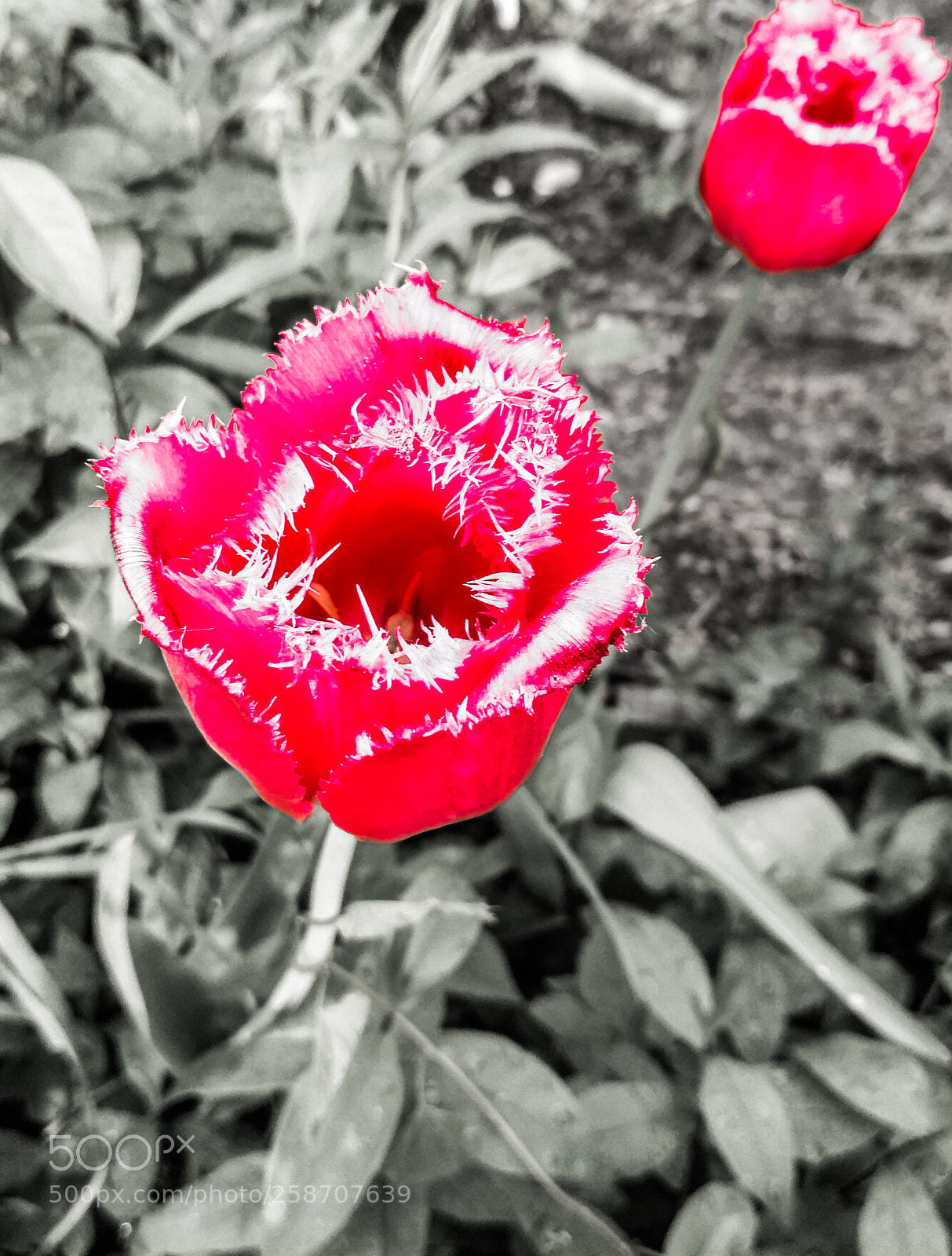 Xiaomi Redmi 3S sample photo. Untitled photography