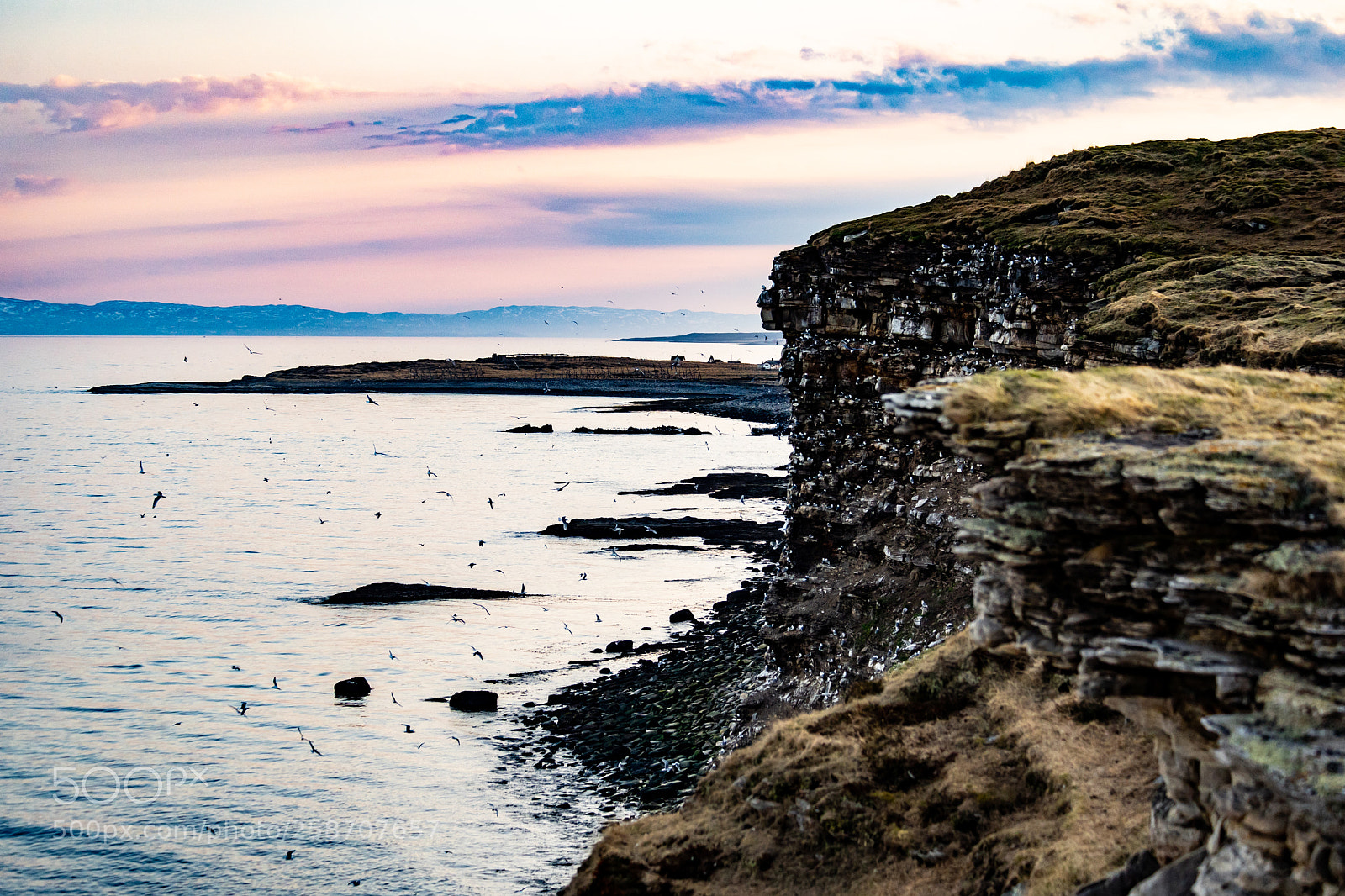 Sony a7 III sample photo. Ekkerøy nesting 2 photography