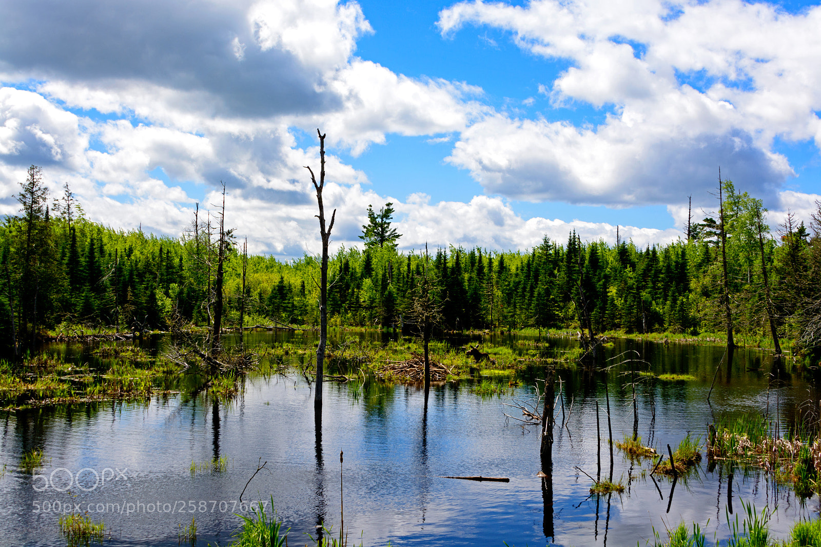 Nikon D7100 sample photo. Moose landscape photography