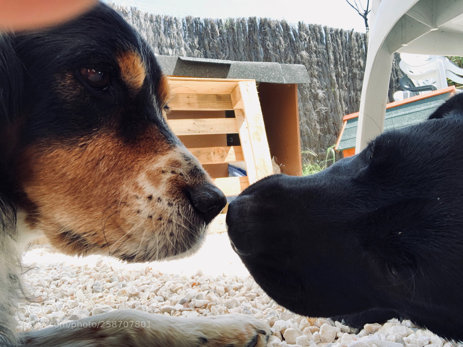 Apple iPhone X sample photo. Love is love photography
