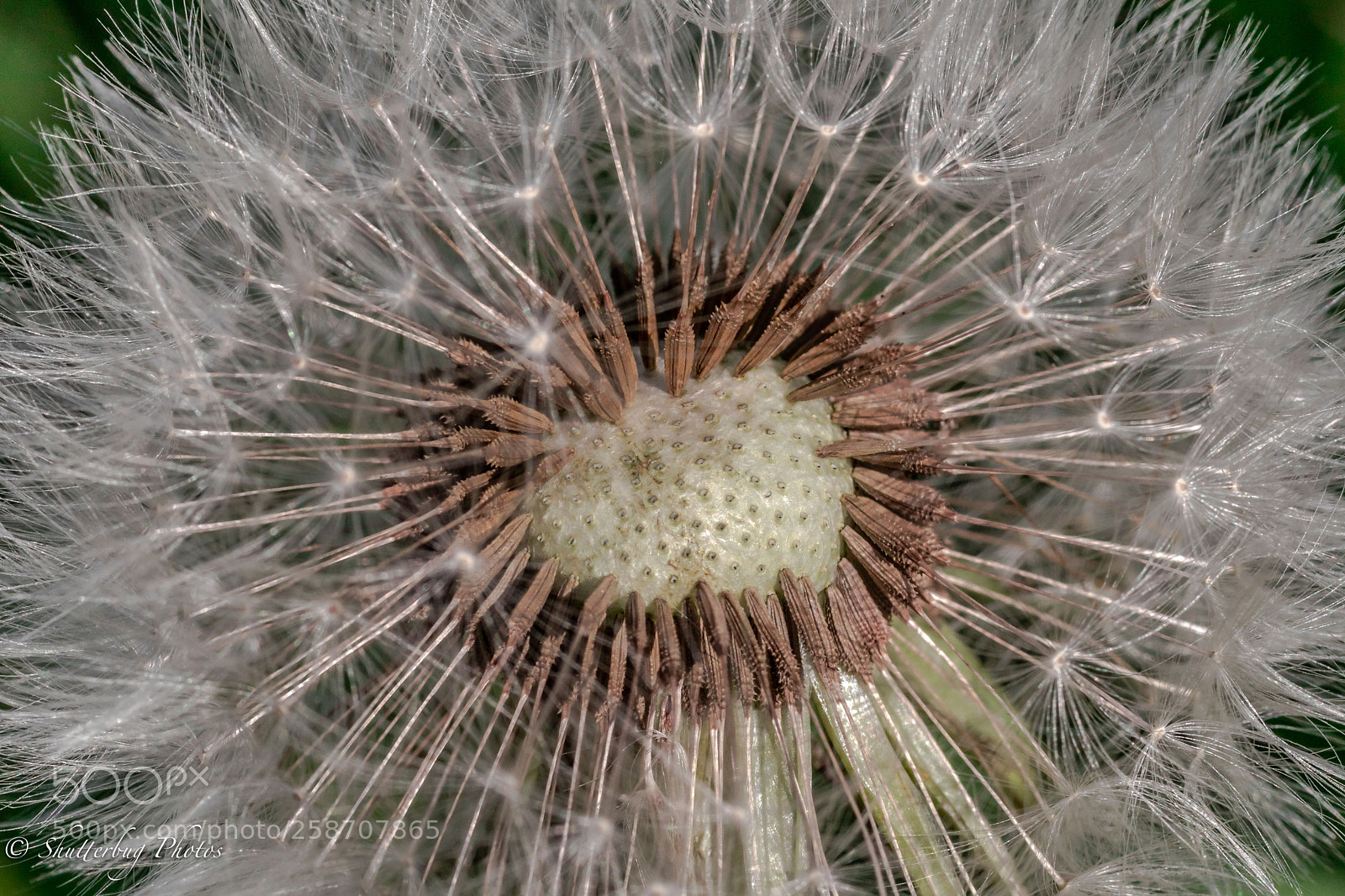 Canon EOS 80D sample photo. Daff photography
