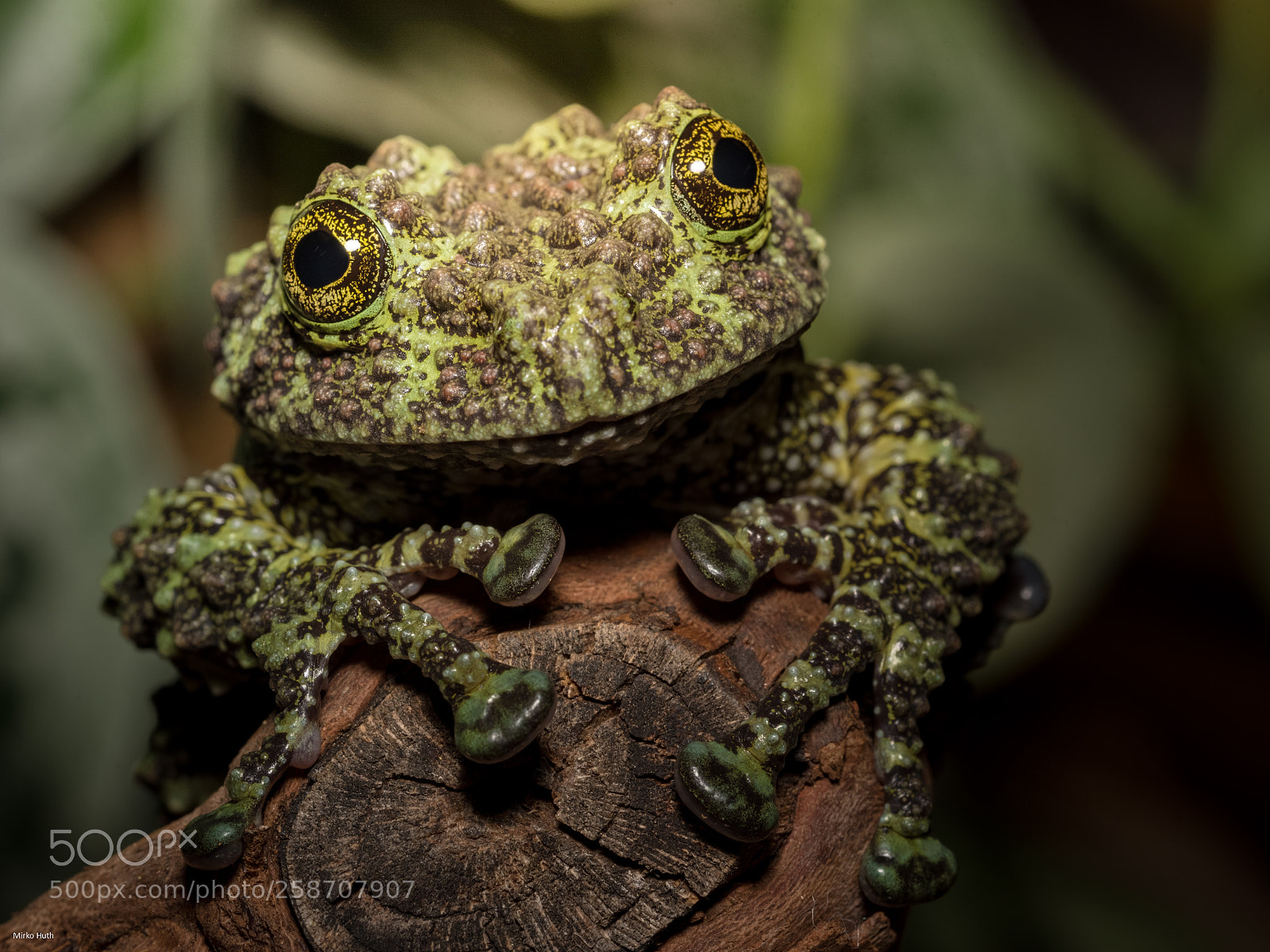 Nikon D750 sample photo. Frog iv photography