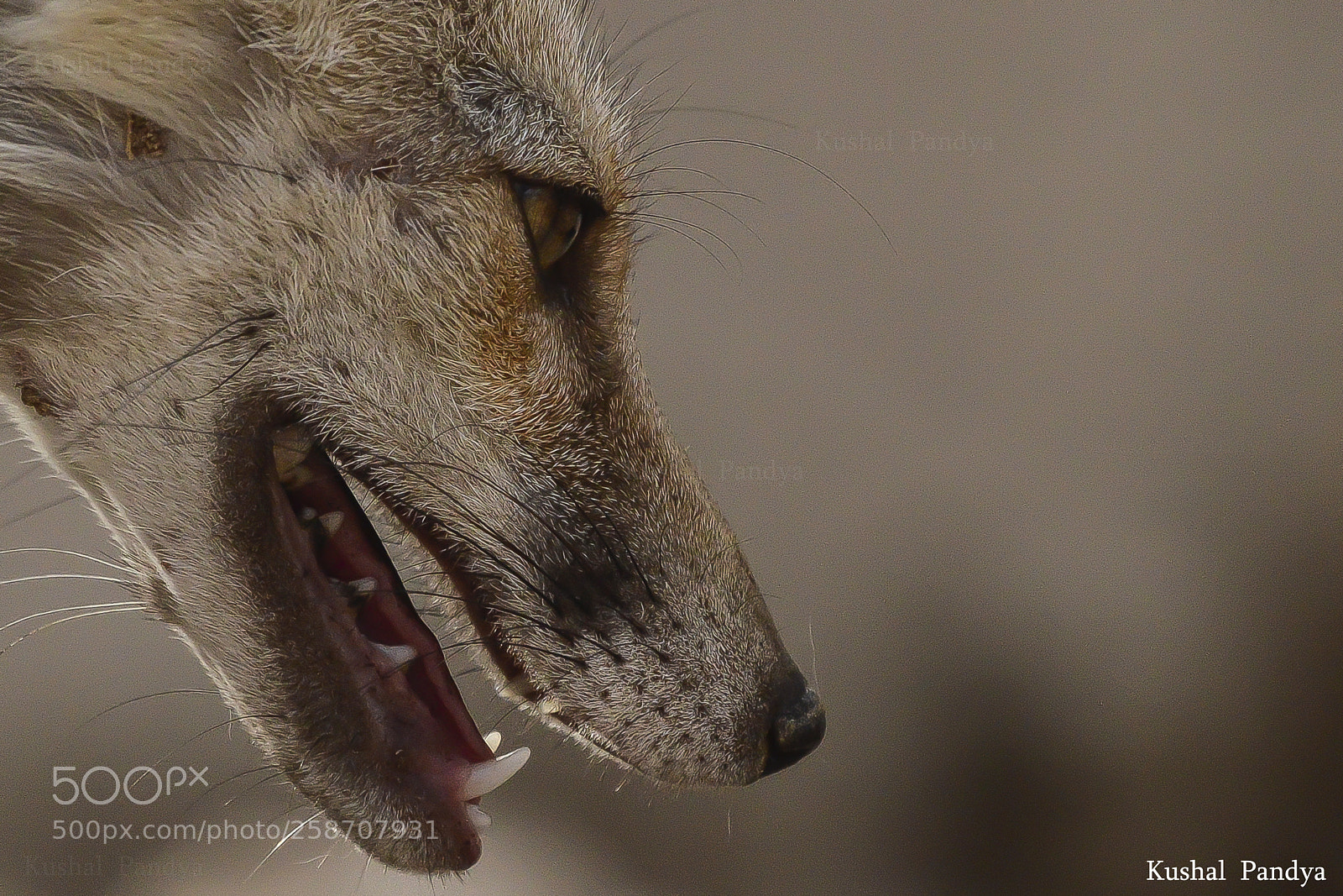 Nikon D3200 sample photo. Desert fox photography