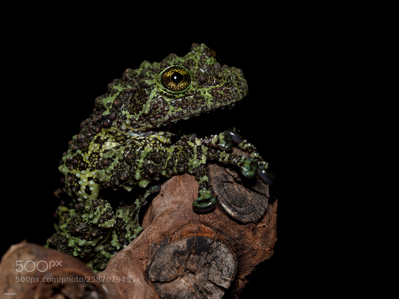 Nikon D750 sample photo. Frog iii photography