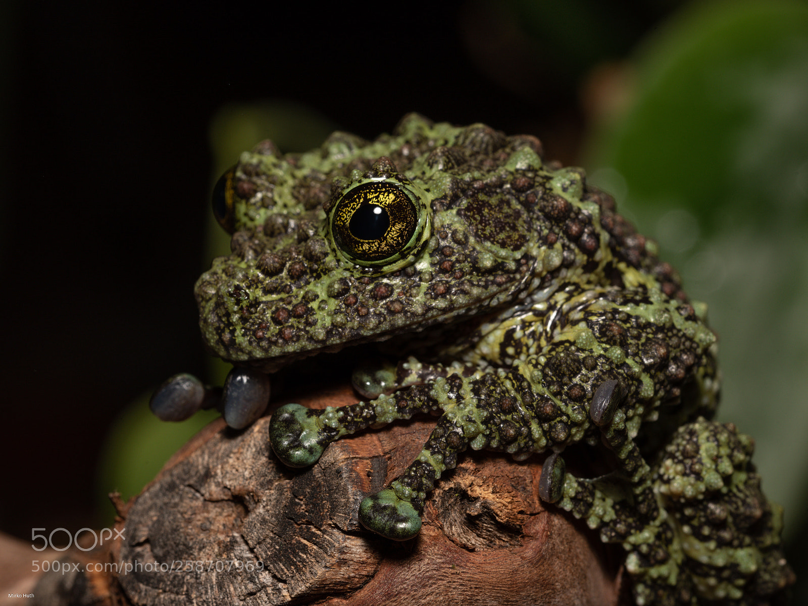 Nikon D750 sample photo. Frog ii photography