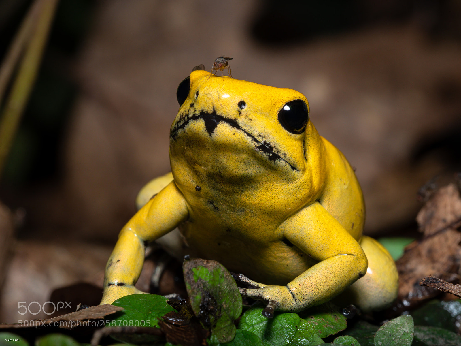 Nikon D750 sample photo. Frog i photography