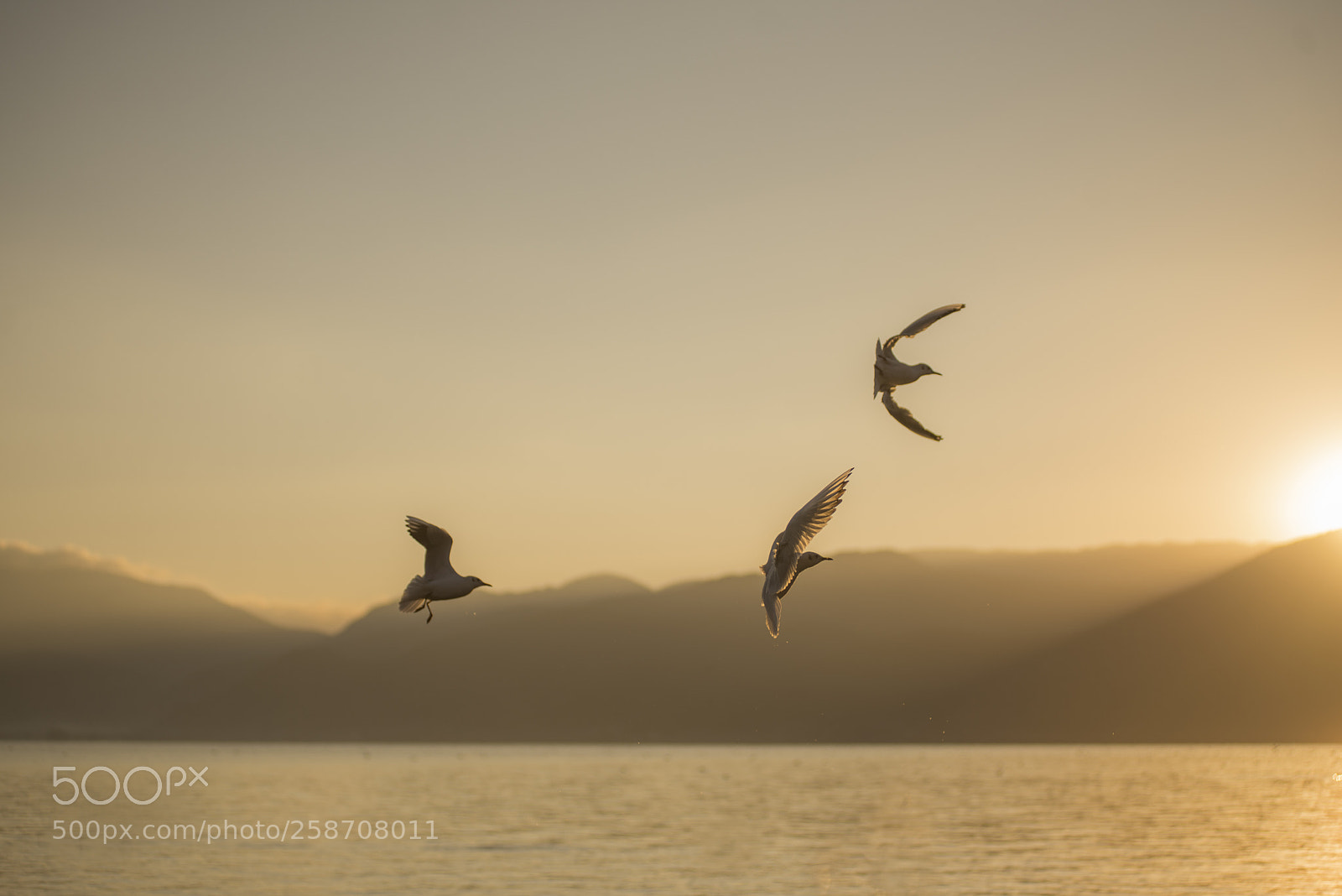 Nikon D600 sample photo. Three birds flying photography
