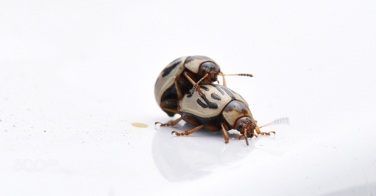 Nikon AF-S Micro-Nikkor 105mm F2.8G IF-ED VR sample photo. Matting beetle photography