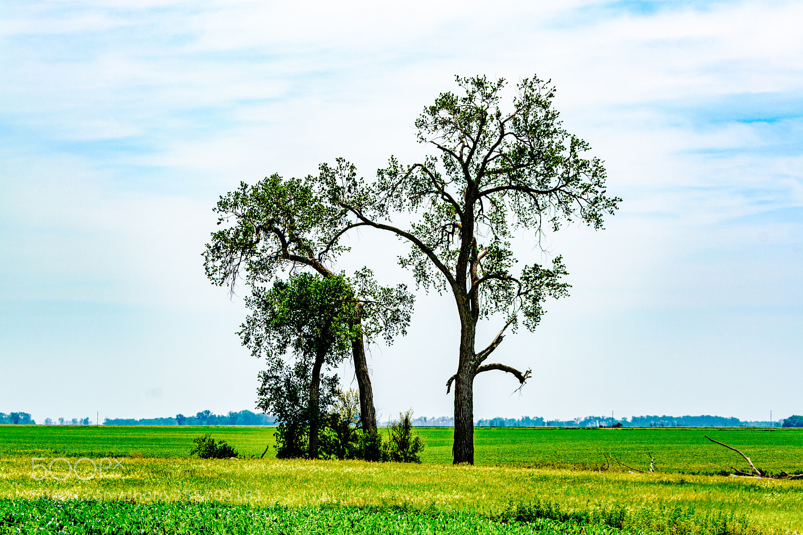 Nikon D7100 sample photo. Remaining tall after the photography