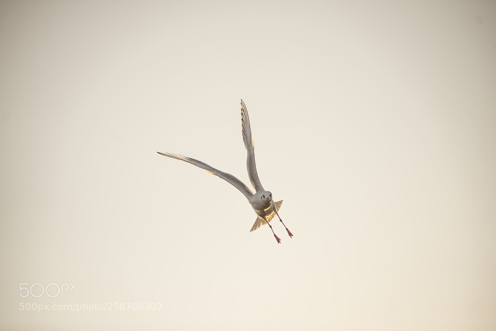Nikon D600 sample photo. Landing gear down photography