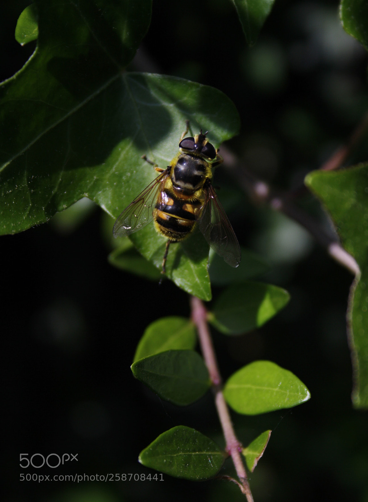 Canon EOS 1000D (EOS Digital Rebel XS / EOS Kiss F) sample photo. Bee photography