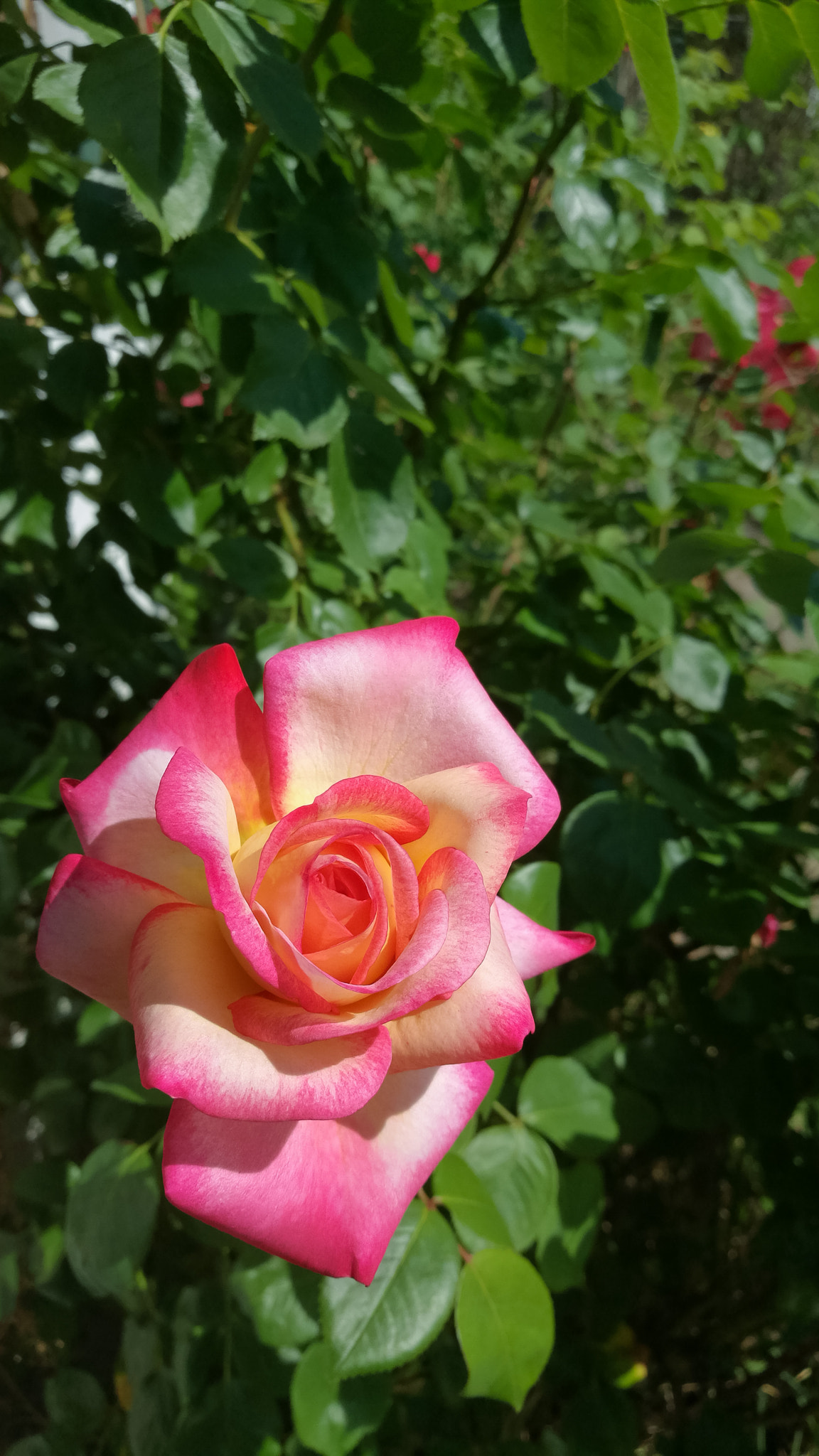 HUAWEI Honor 8 sample photo. Rózsa photography