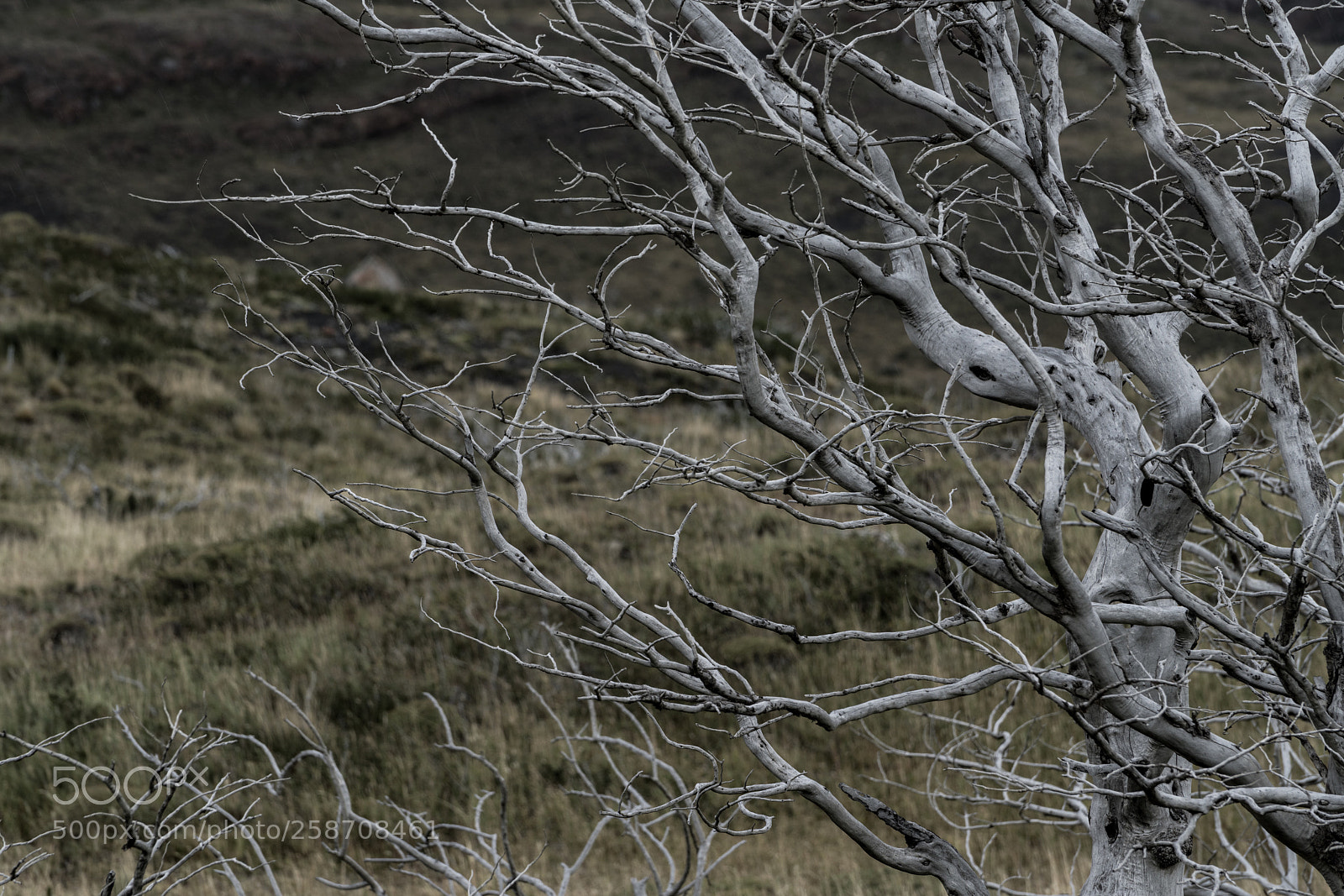 Sony a7R II sample photo. Torres del paine photography