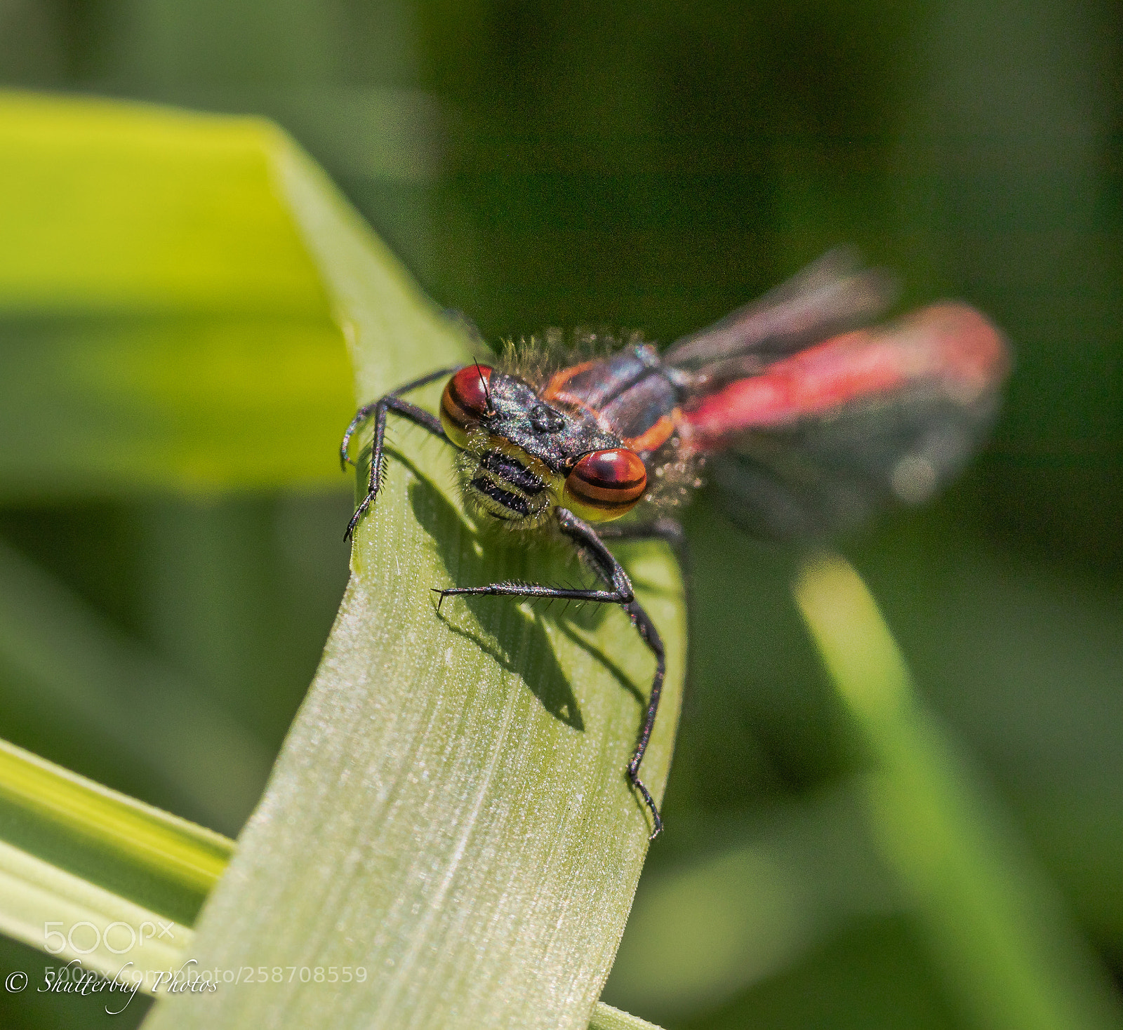Canon EOS 80D sample photo. Those eyes photography