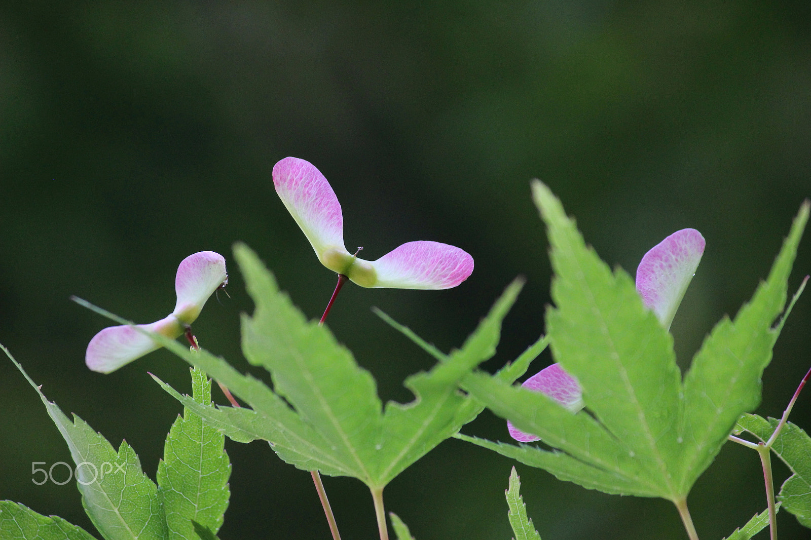 Canon EOS 100D (EOS Rebel SL1 / EOS Kiss X7) + Canon EF-S 55-250mm F4-5.6 IS II sample photo. Preparing for autumn photography