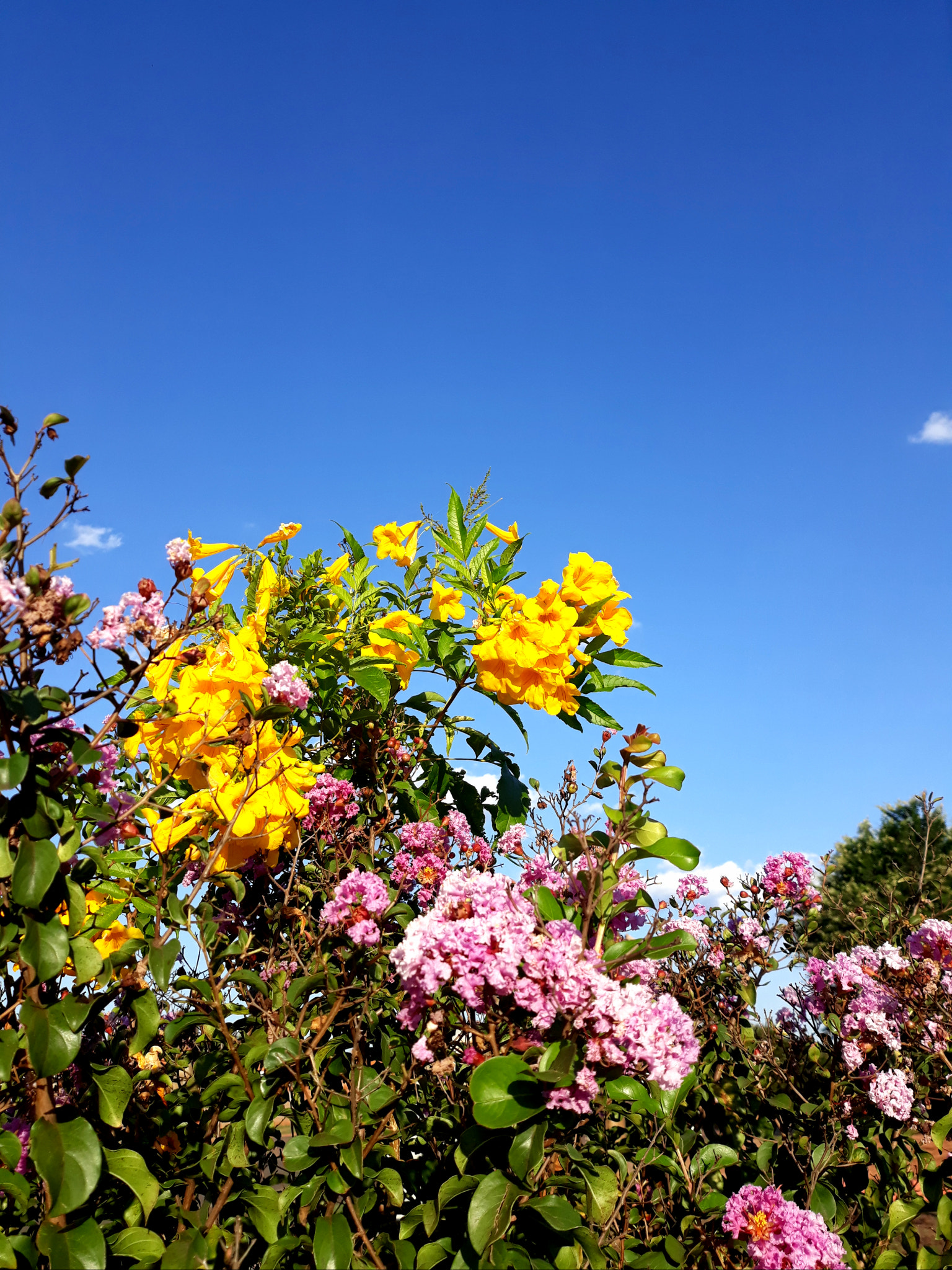 Samsung Galaxy J5 Pro sample photo