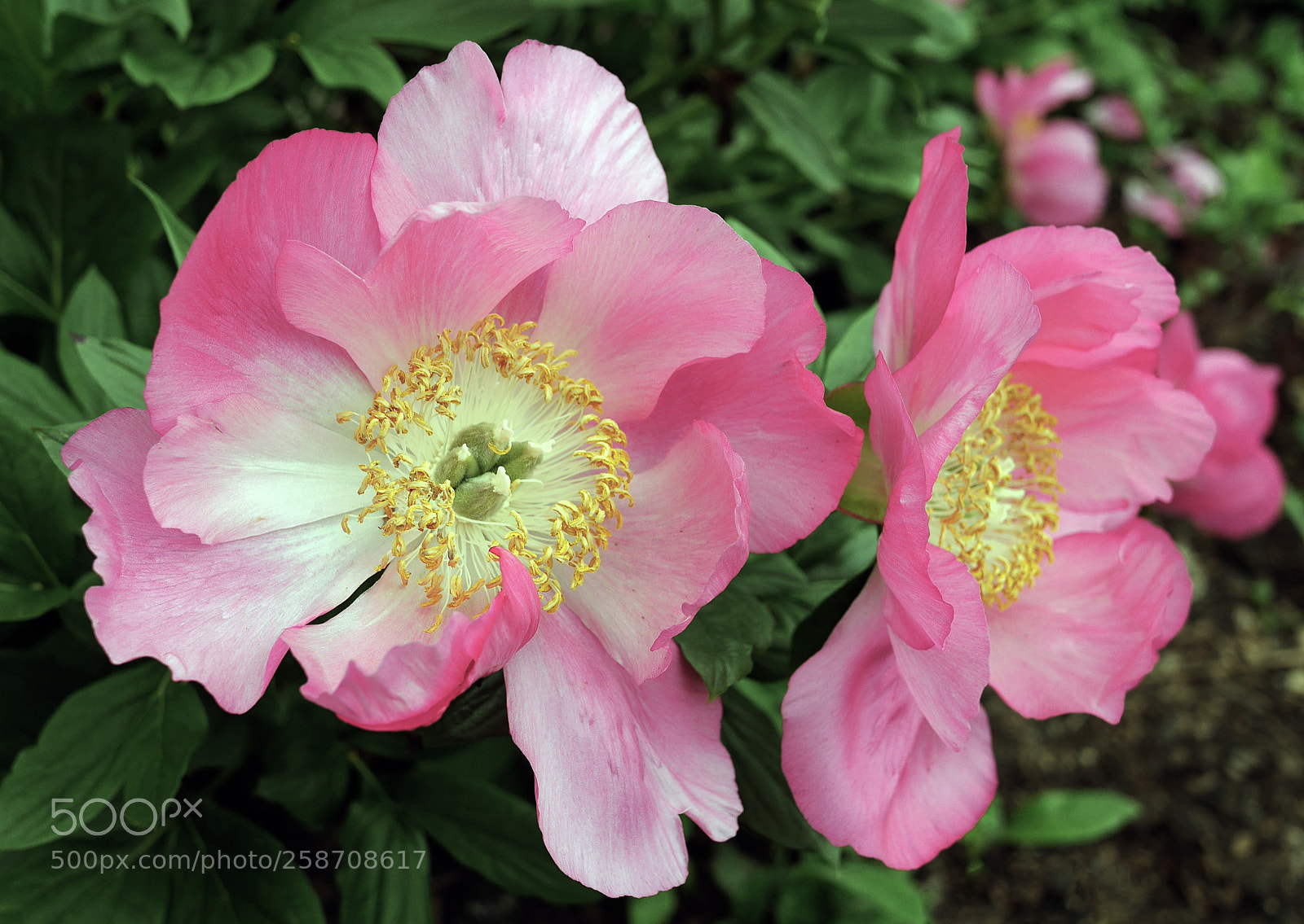 Panasonic Lumix DMC-GX7 sample photo. Pretty in pink photography