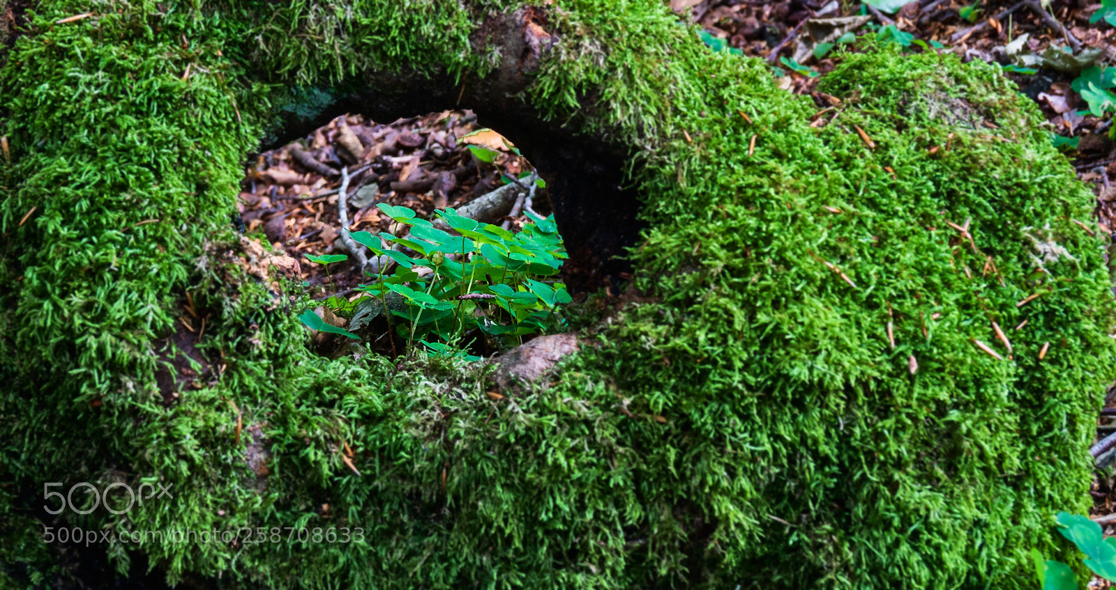 Sony ILCA-77M2 sample photo. Green clover in the photography