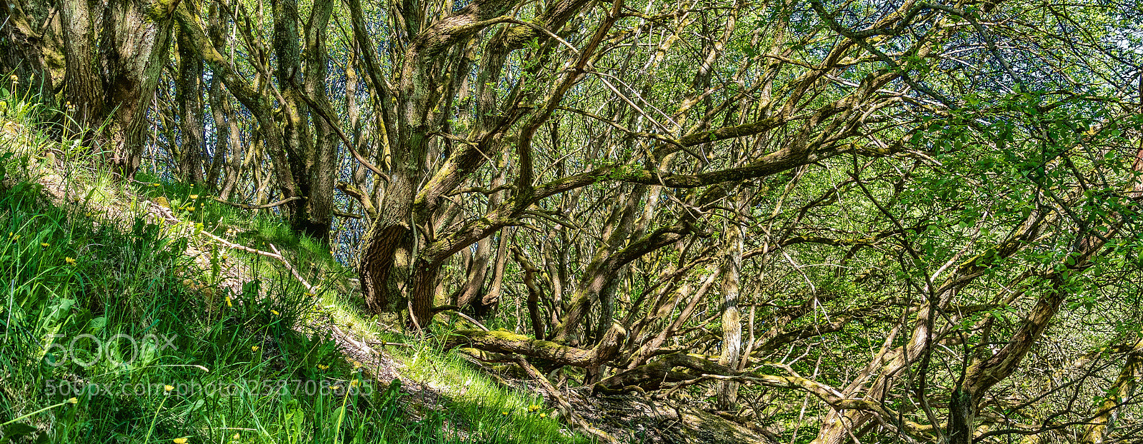 Sony ILCA-77M2 sample photo. Explosion of green on photography