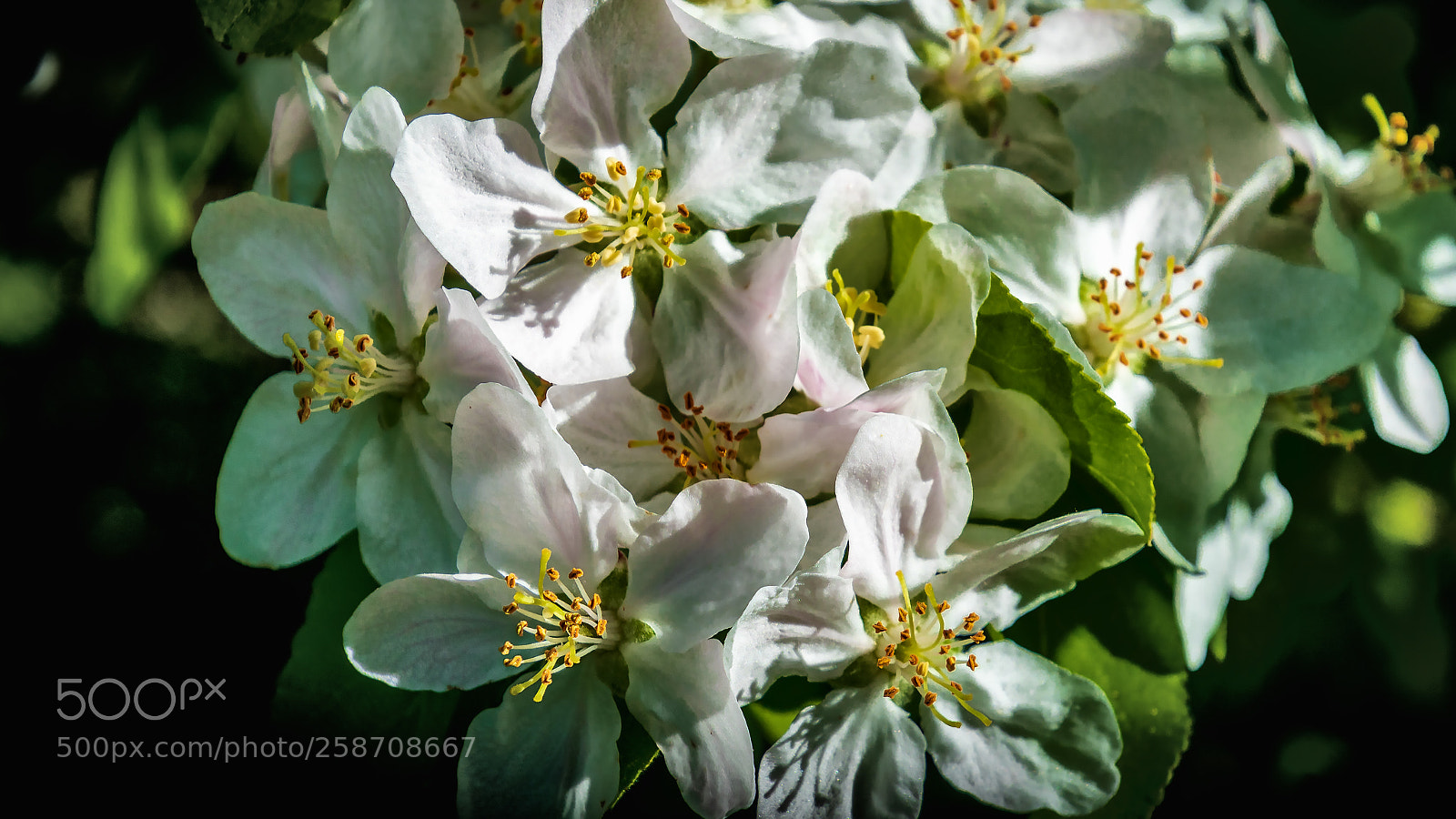Sony ILCA-77M2 sample photo. Apple bloom photography