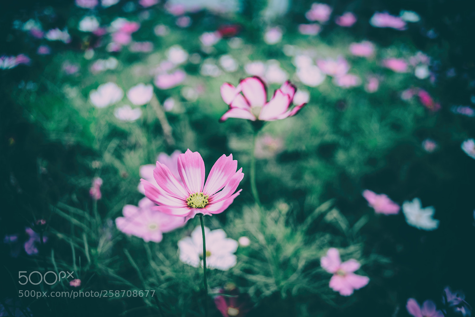 Pentax K-1 sample photo. Summer photography