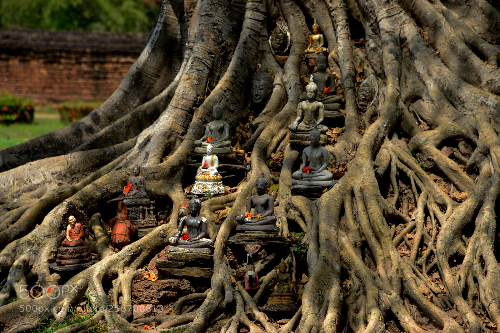Nikon D800 sample photo. Holy roots of a photography