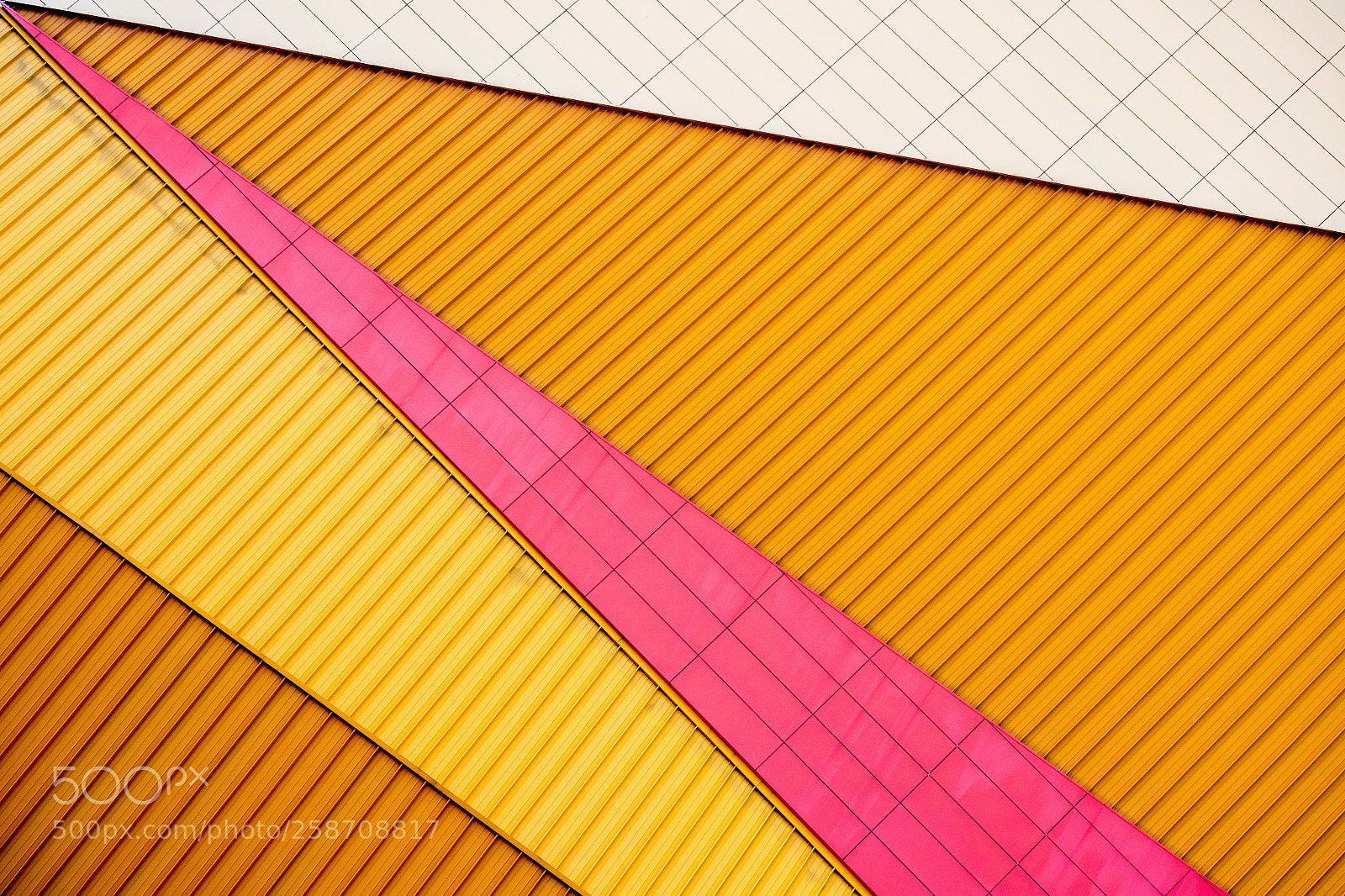 Olympus OM-D E-M5 II sample photo. Pink, yellow and white photography