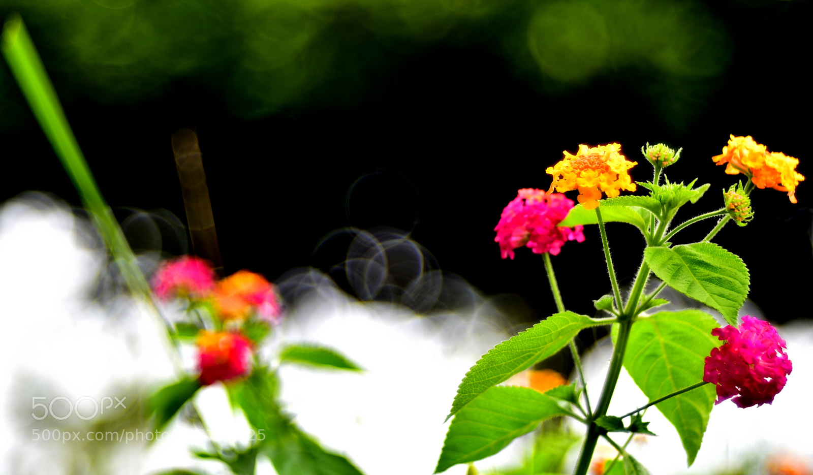 Nikon D750 sample photo. Dsc photography