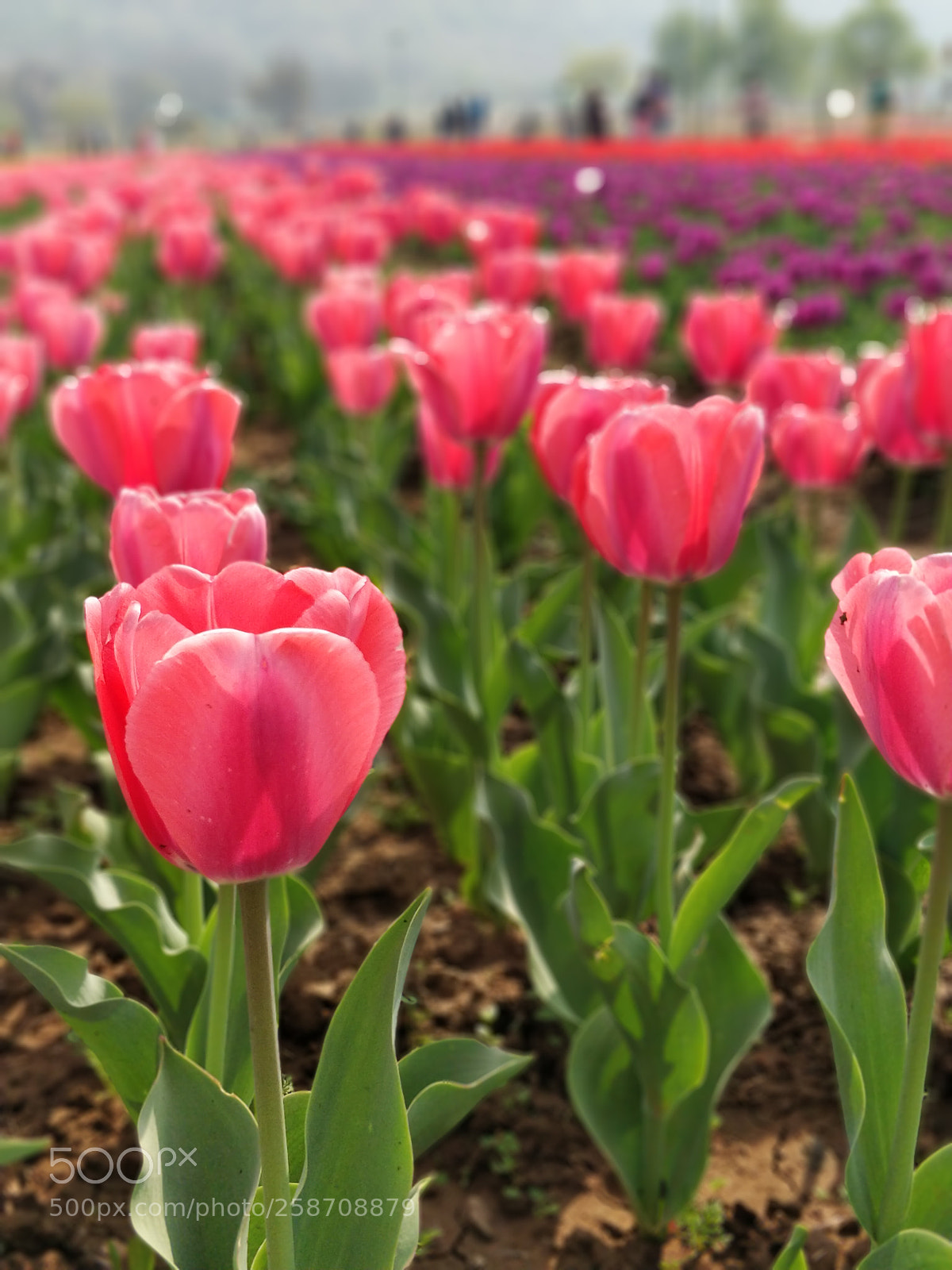 OnePlus 5 sample photo. Tulips photography