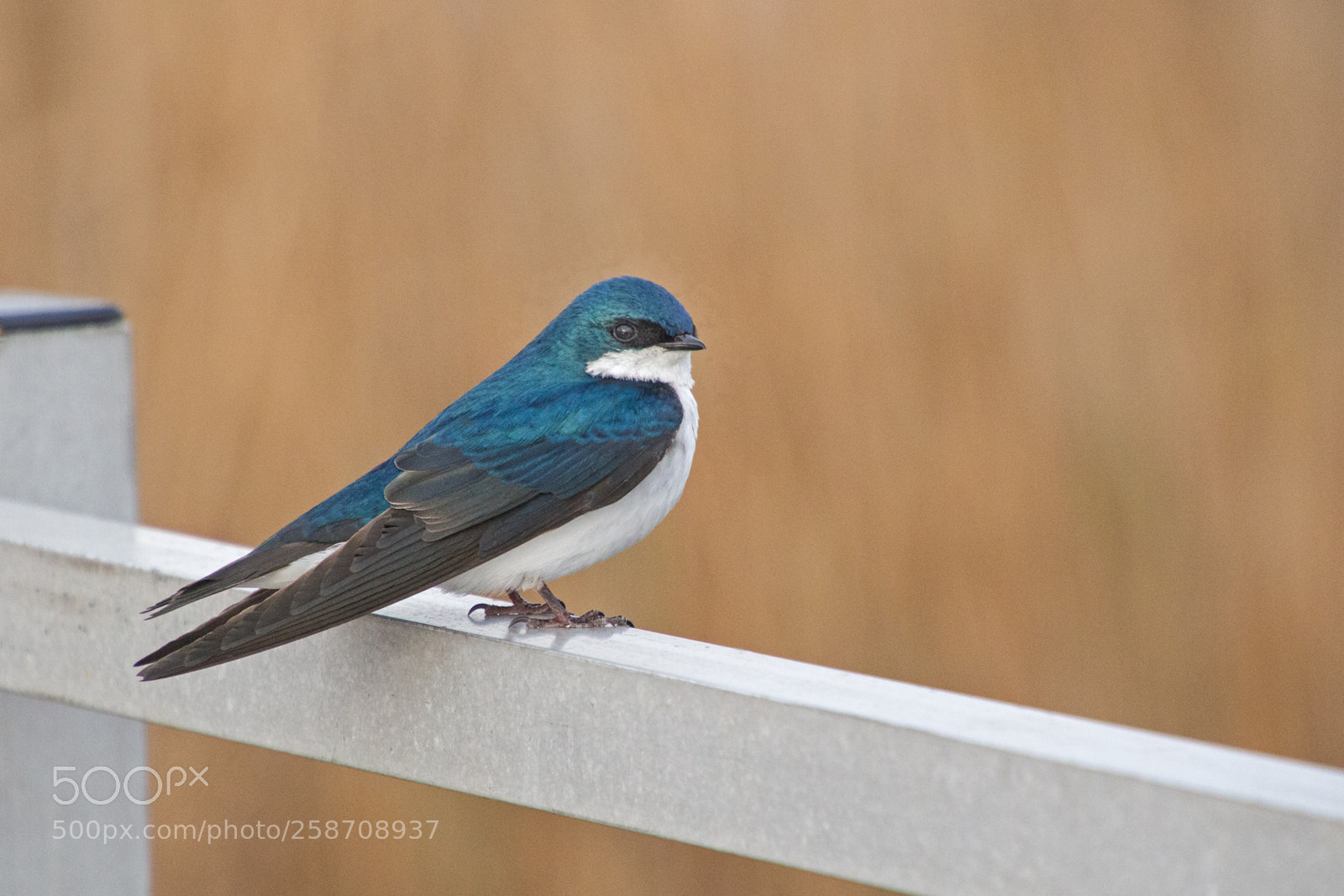 Canon EOS 700D (EOS Rebel T5i / EOS Kiss X7i) sample photo. Tree swallow at rest photography