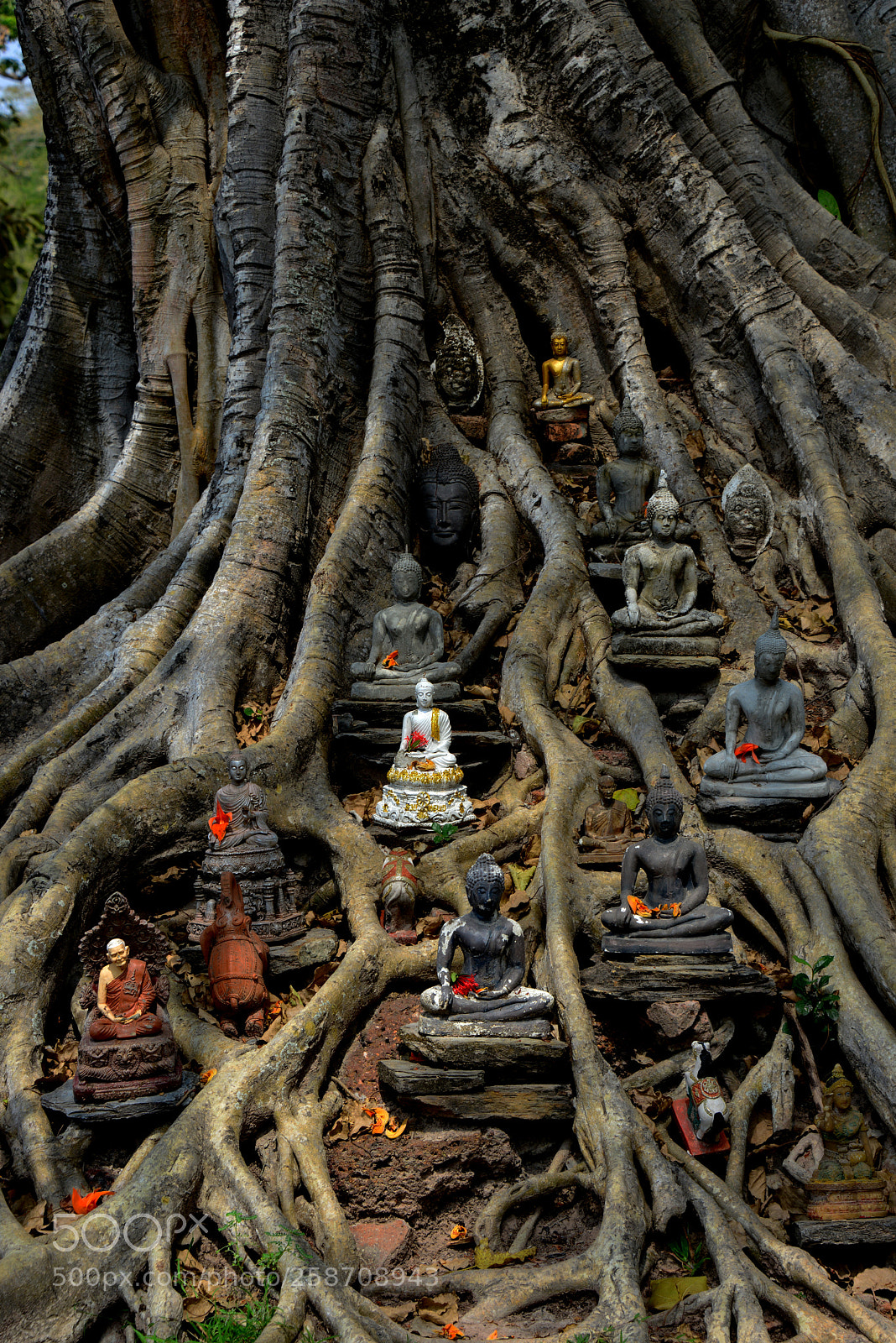 Nikon D800 sample photo. Holy roots of a photography