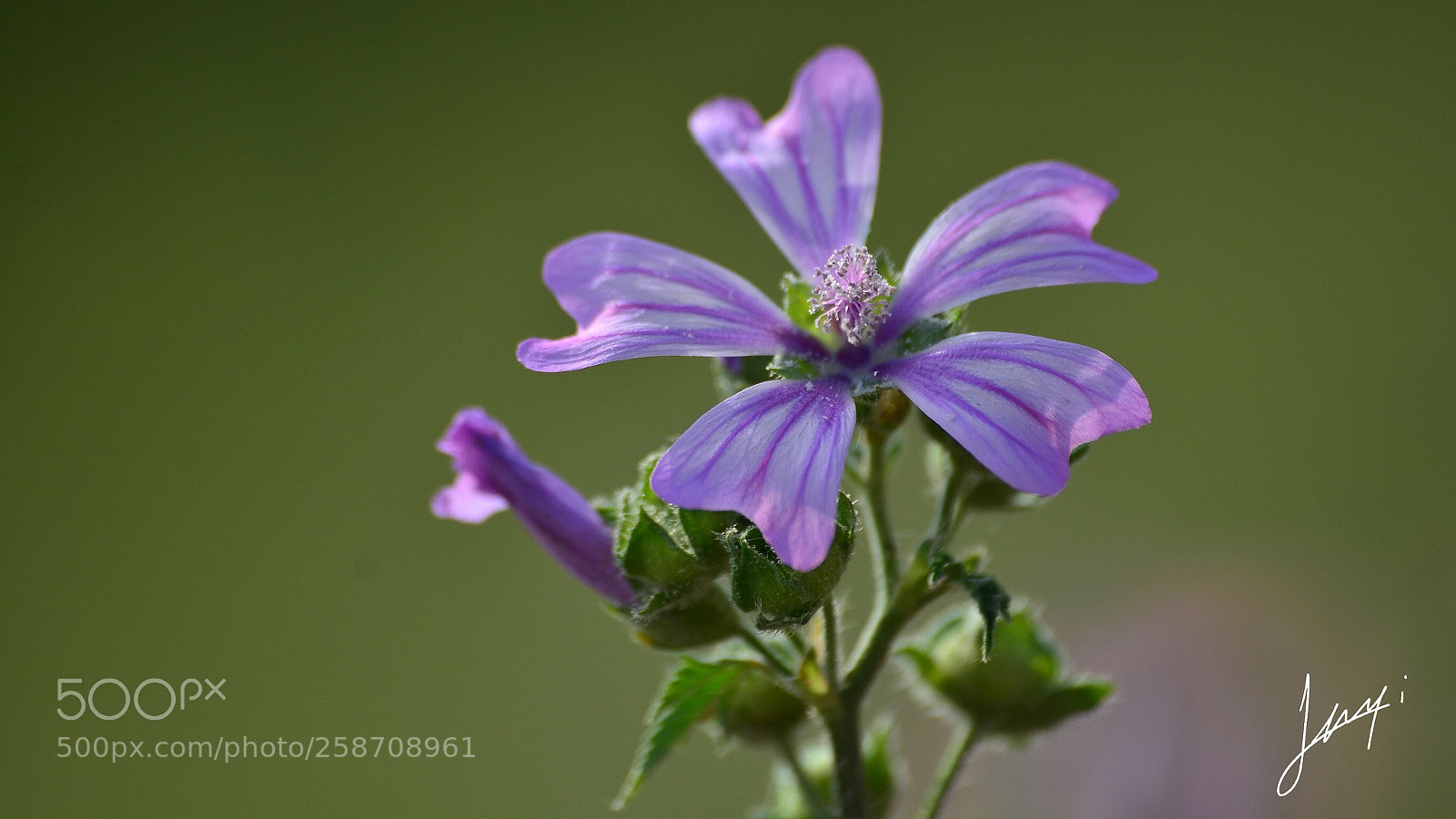 Nikon D7000 sample photo. Wild plant photography