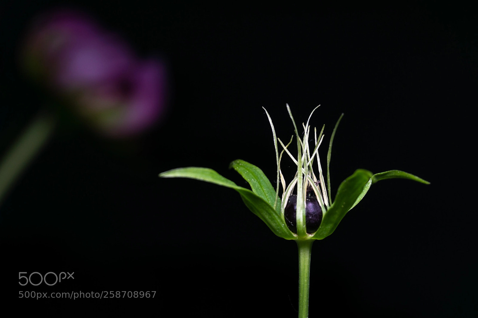 Sony a6000 sample photo. Paris quadrifolia photography