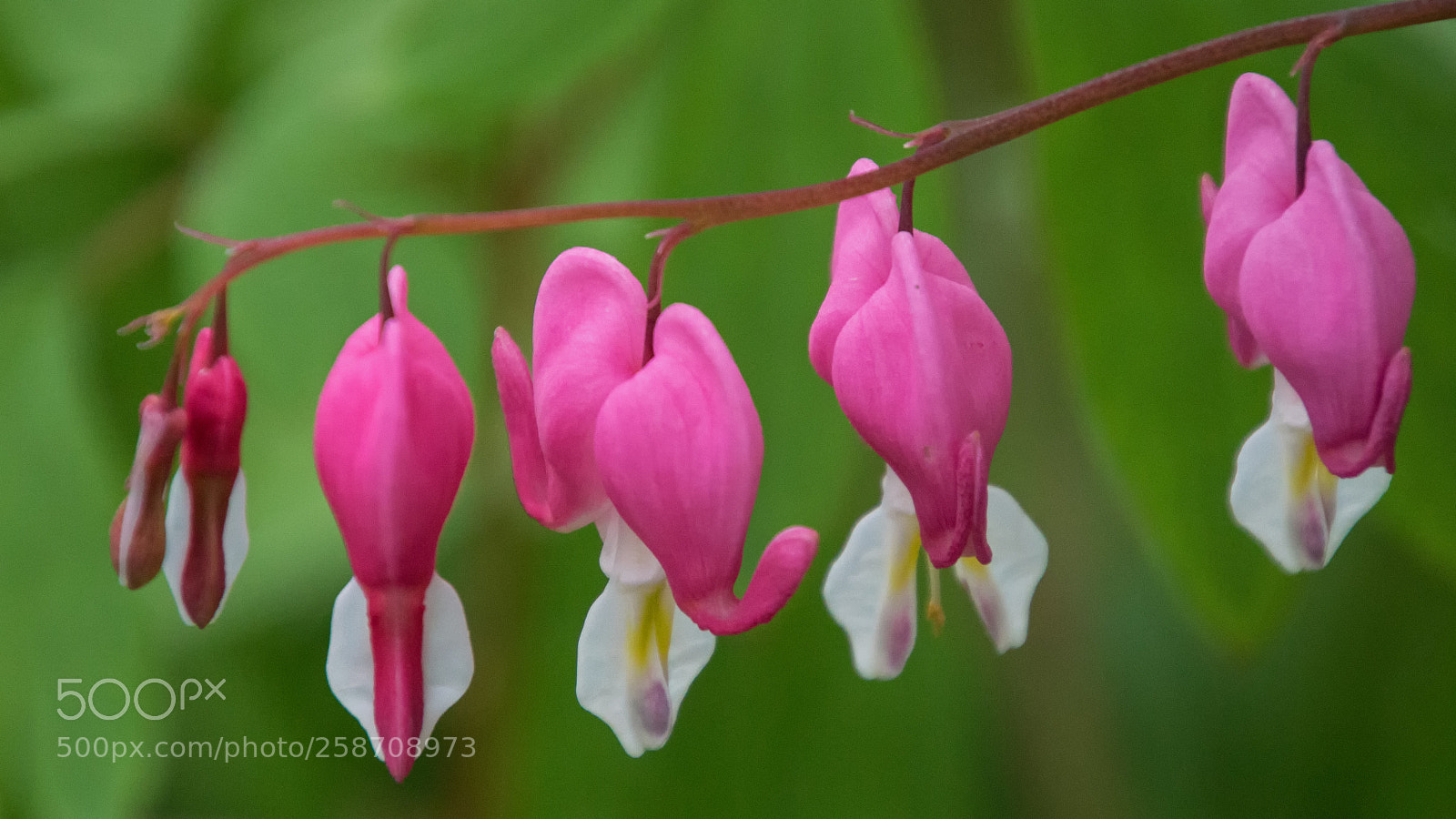 Canon EOS 700D (EOS Rebel T5i / EOS Kiss X7i) sample photo. Bleeding hearts photography
