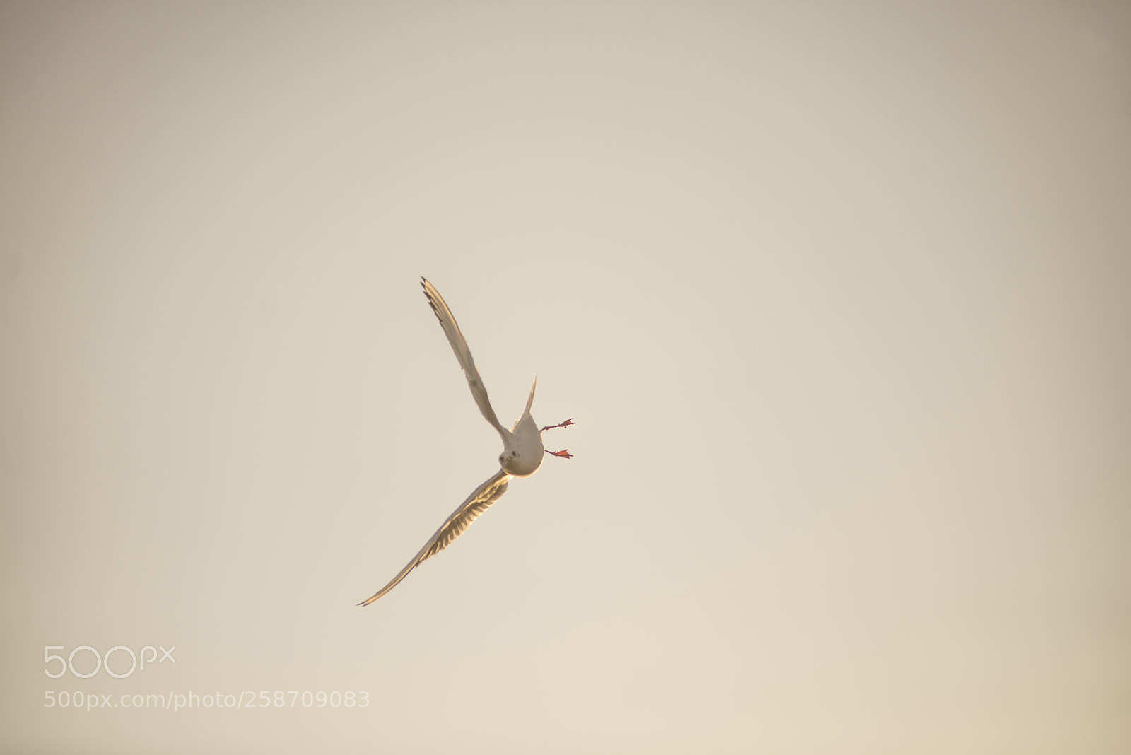 Nikon D600 sample photo. Dive bomber photography
