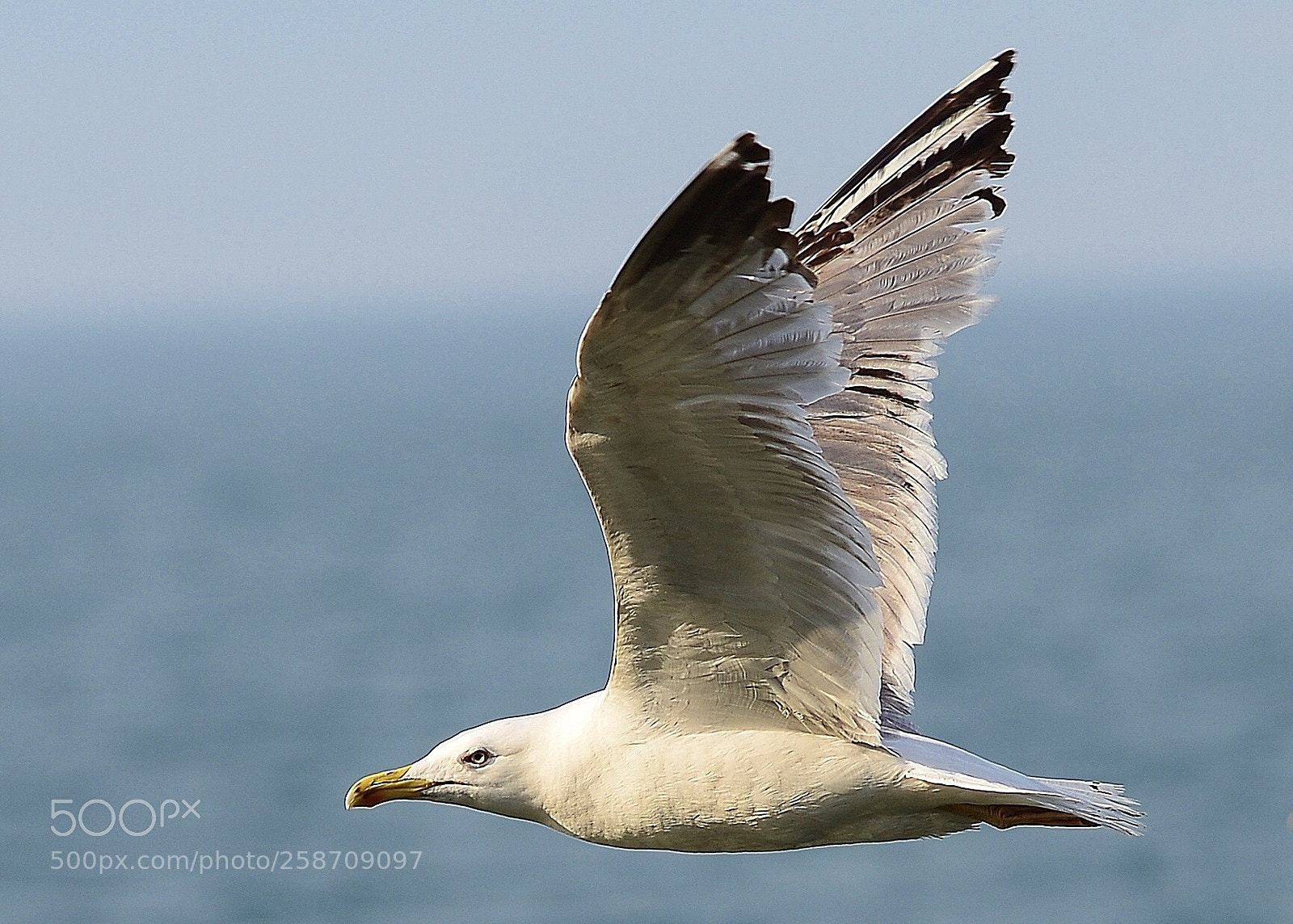 Nikon D610 sample photo. Seagull in flight photography