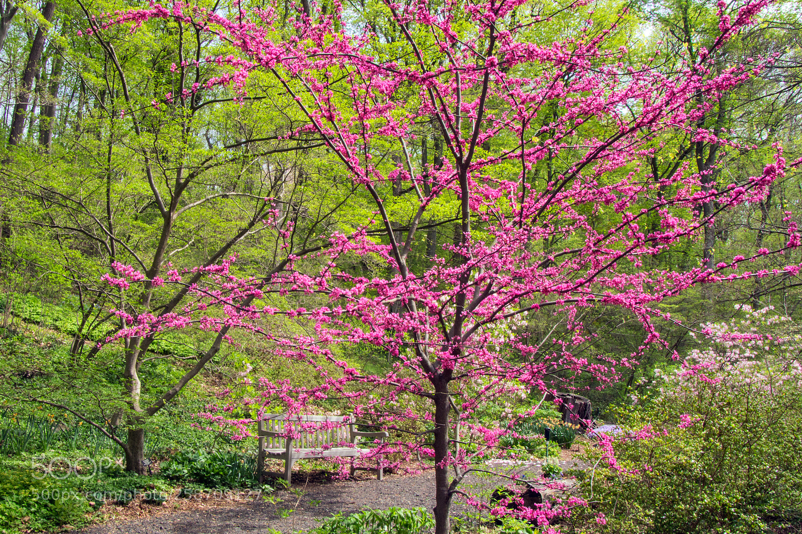 Canon EOS 700D (EOS Rebel T5i / EOS Kiss X7i) sample photo. Springtime in the garden photography