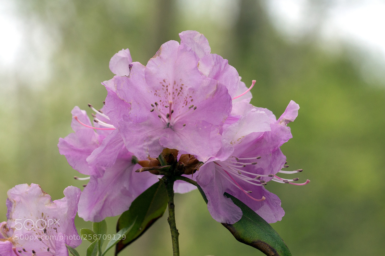 Canon EOS 700D (EOS Rebel T5i / EOS Kiss X7i) sample photo. Pink blossoms photography